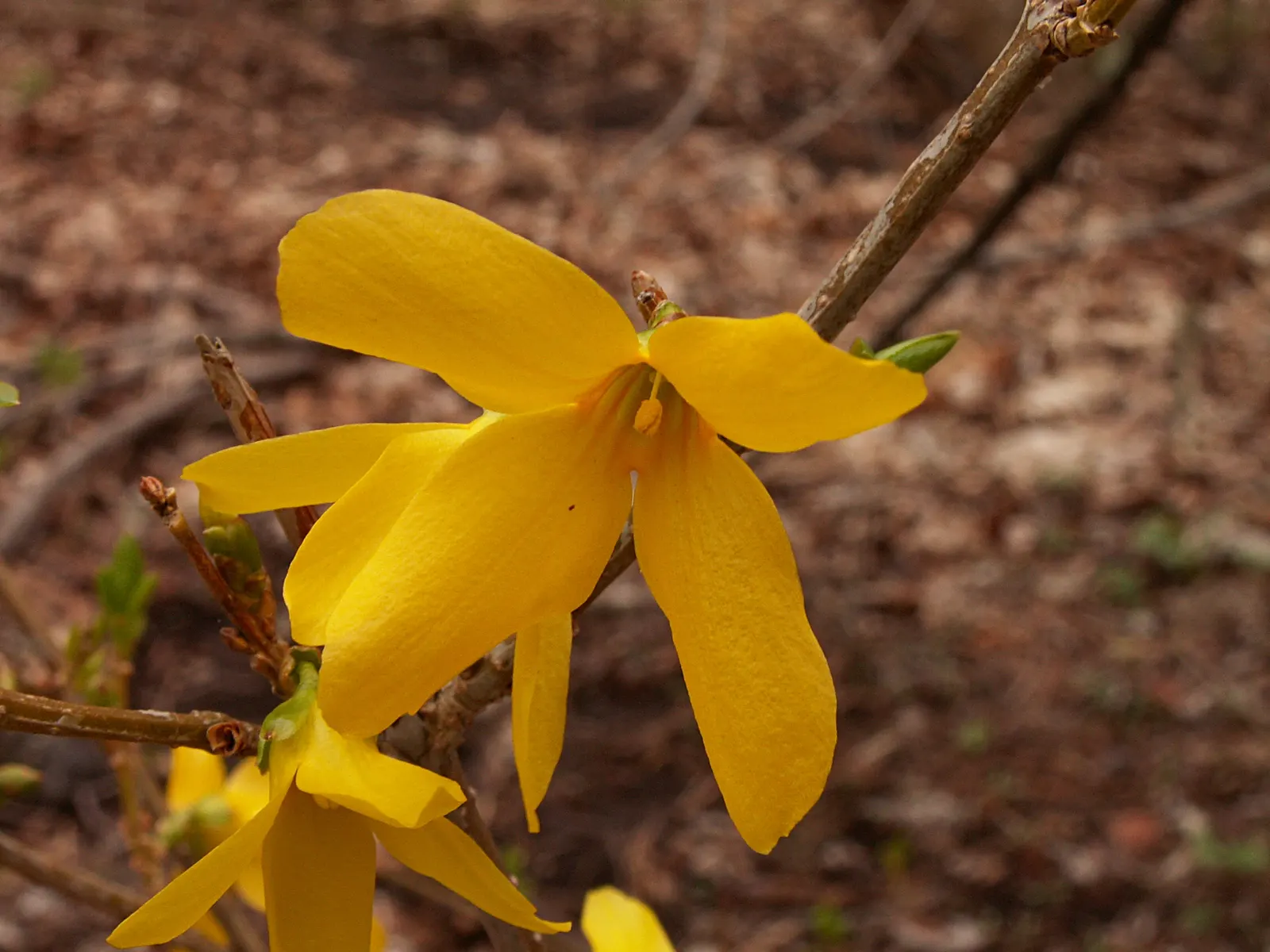 Border Forsythia (Forsythia x intermedia) — It typically reaches 8 to 10 feet in height with an equal spread; forsythia provides early color and is, image 67