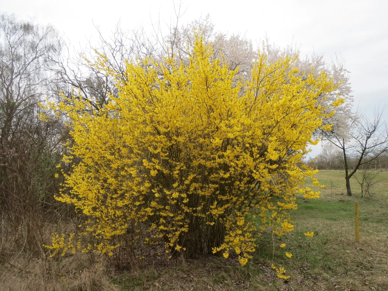 Border Forsythia (Forsythia x intermedia) — as the plant flowers on the previous year's growth.<br><br>Forsythia x intermedia thrives in full sun, image 85