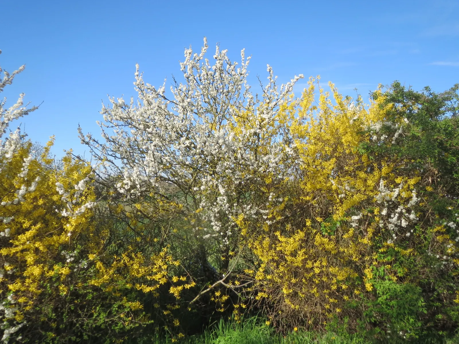 Border Forsythia (Forsythia x intermedia) — Ideal for borders or hedges; regular pruning after flowering helps maintain the desired shape and promotes vigorous