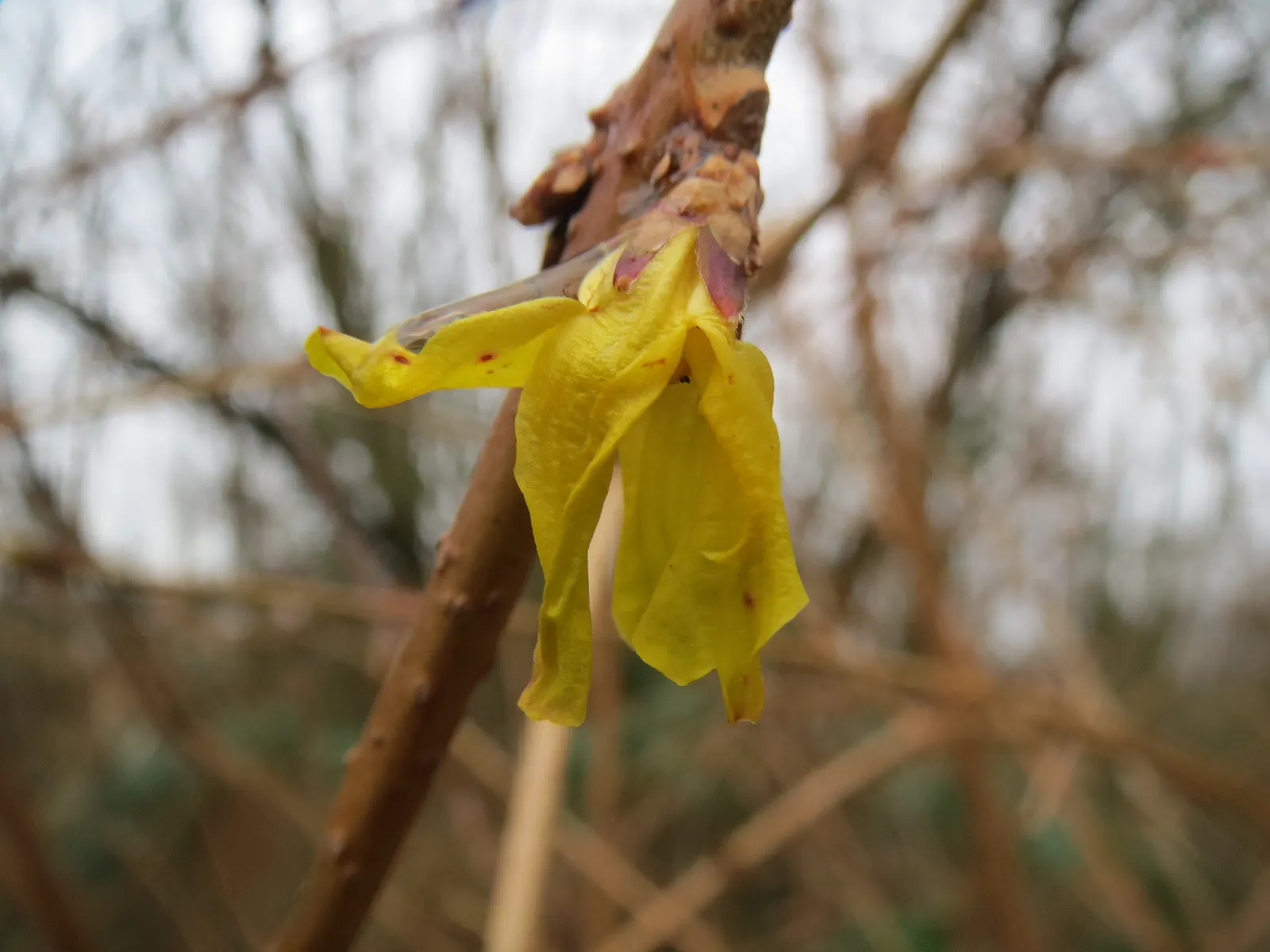 Border Forsythia (Forsythia x intermedia) — Border Forsythia (Forsythia x intermedia) is a vibrant and robust deciduous shrub; these bell-shaped, image 73