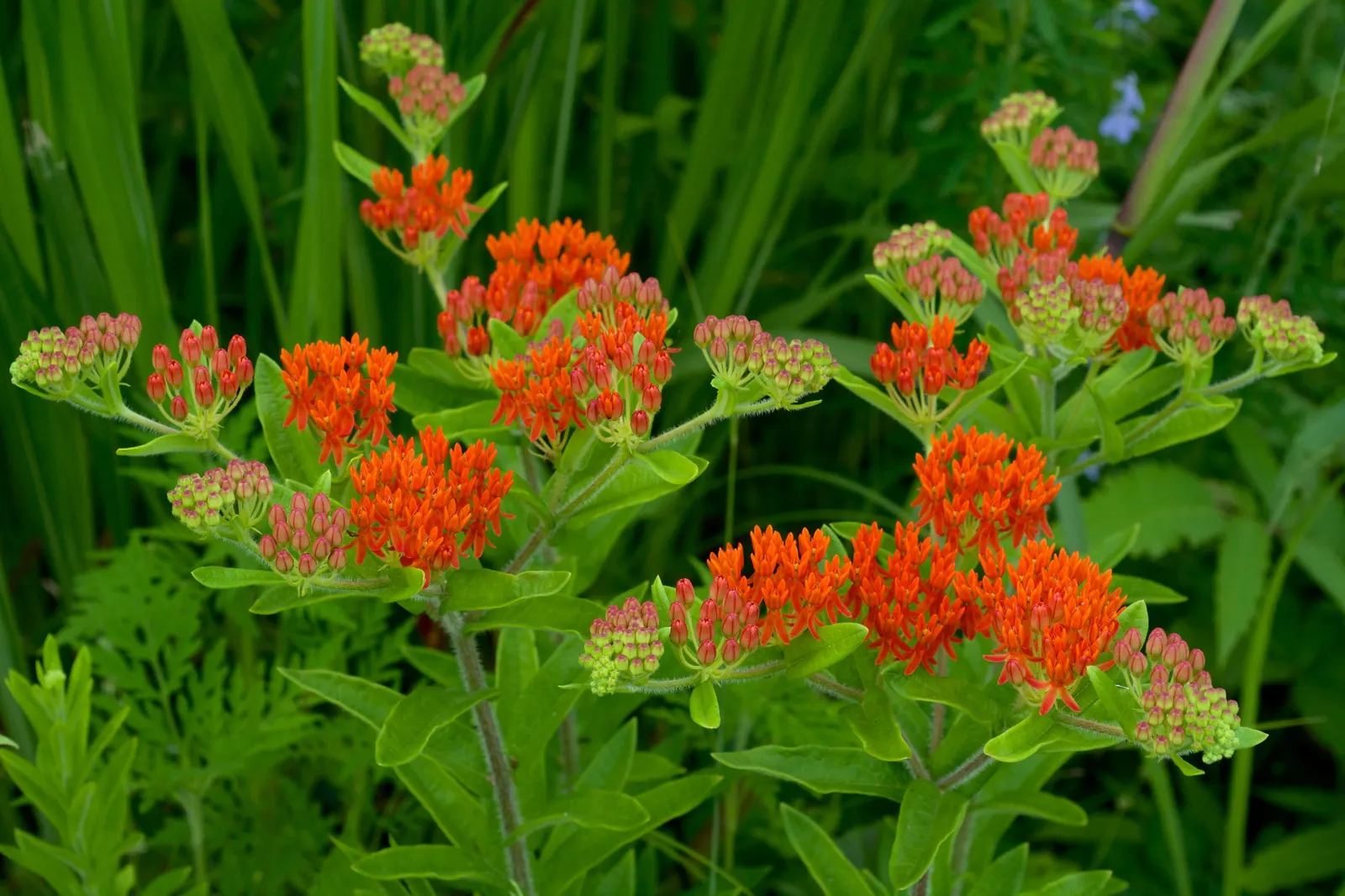 Butterfly Weed (Asclepias Tuberosa) — or as an accent in rock gardens; perennial for full