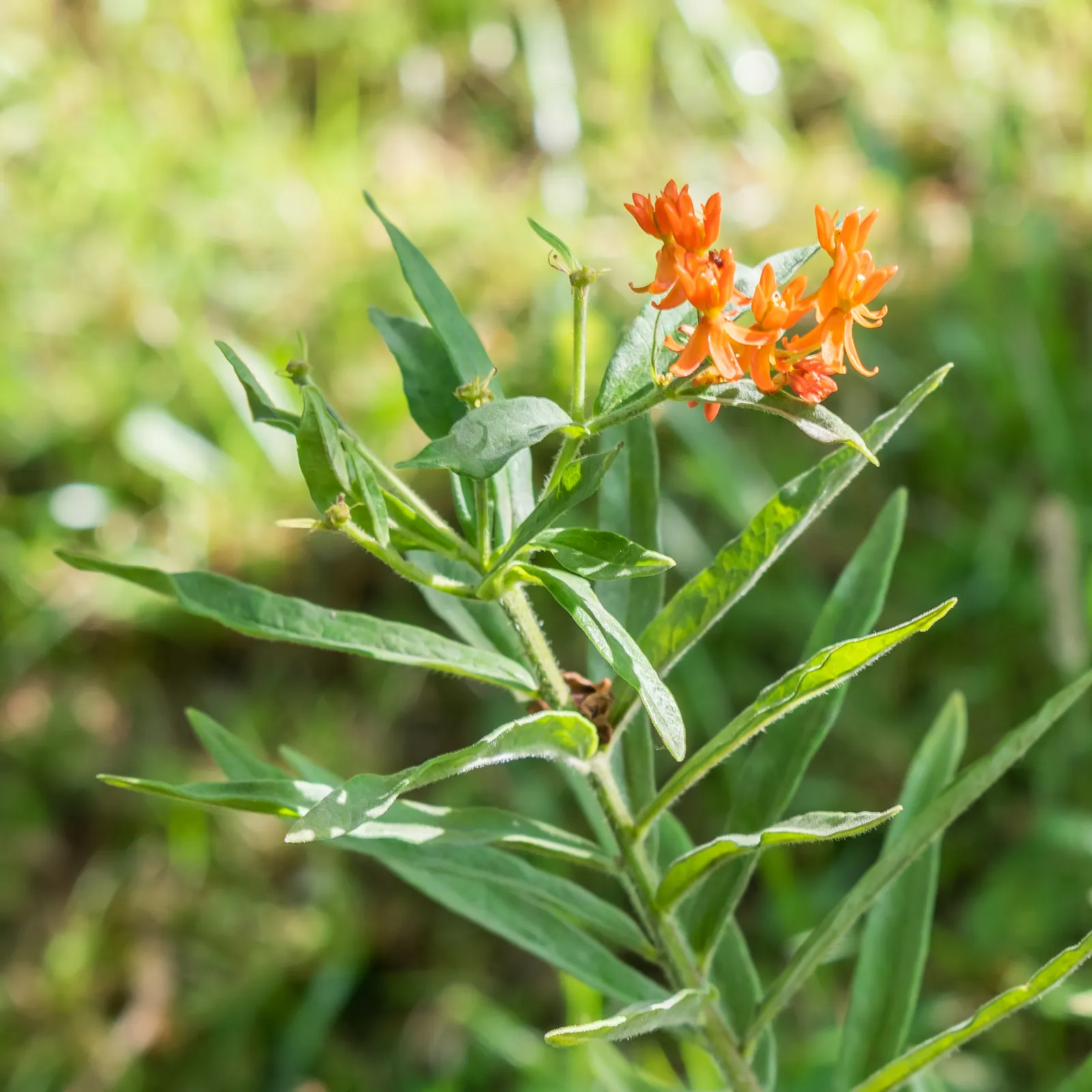 Butterfly Weed (Asclepias Tuberosa) — or as an accent in rock gardens; perennial for full, image 71
