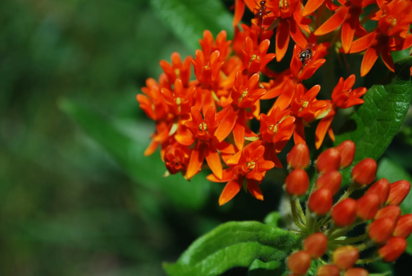 Butterfly Weed (Asclepias Tuberosa) — the Butterfly Weed forms a compact clump of erect; bright orange to yellow flowers bloom from early summer to early fall