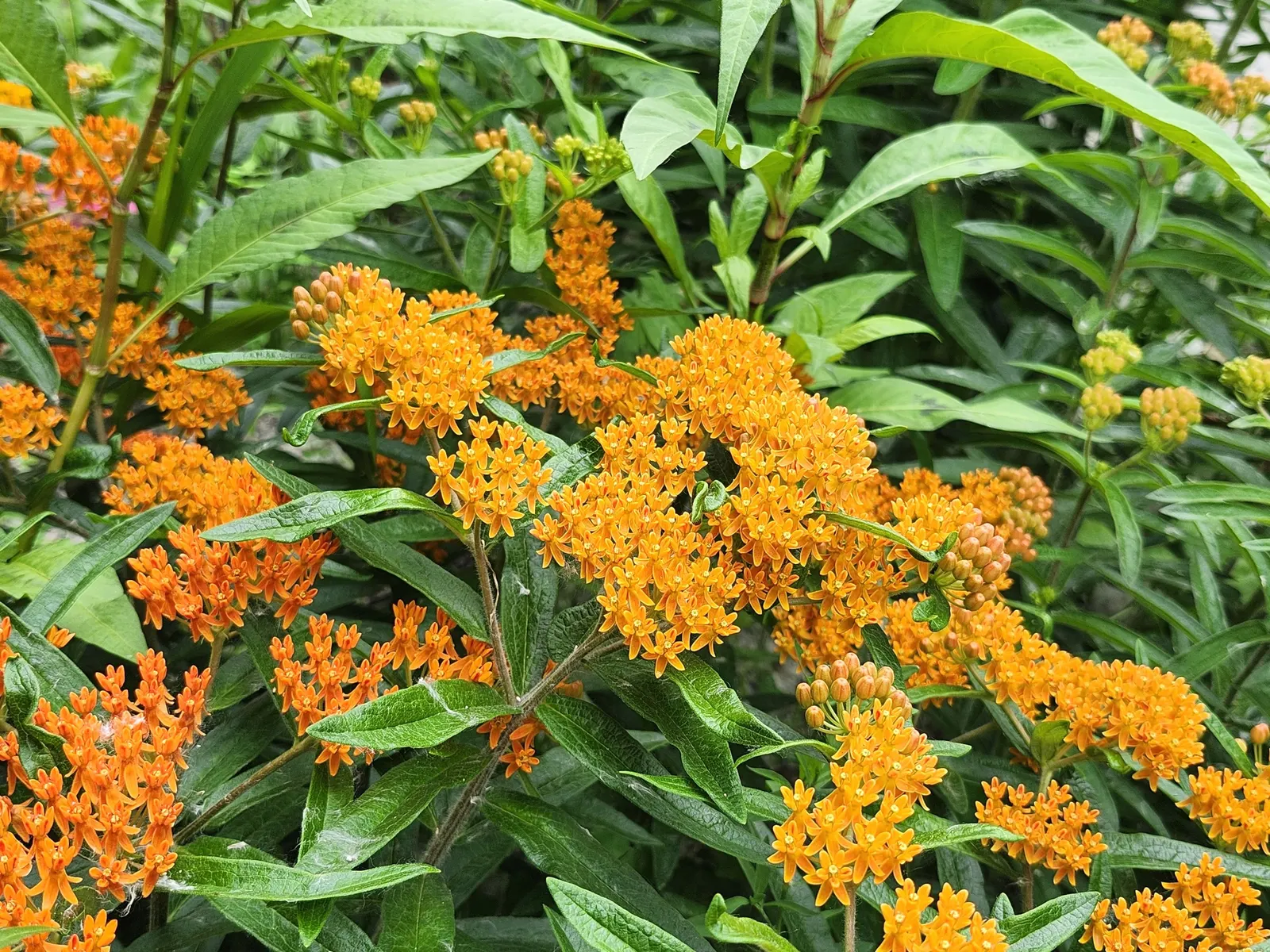Butterfly Weed (Asclepias Tuberosa) — orange to yellow flower clusters; butterfly Weed (Asclepias tuberosa) is a vibrant perennial native to the US, image 86