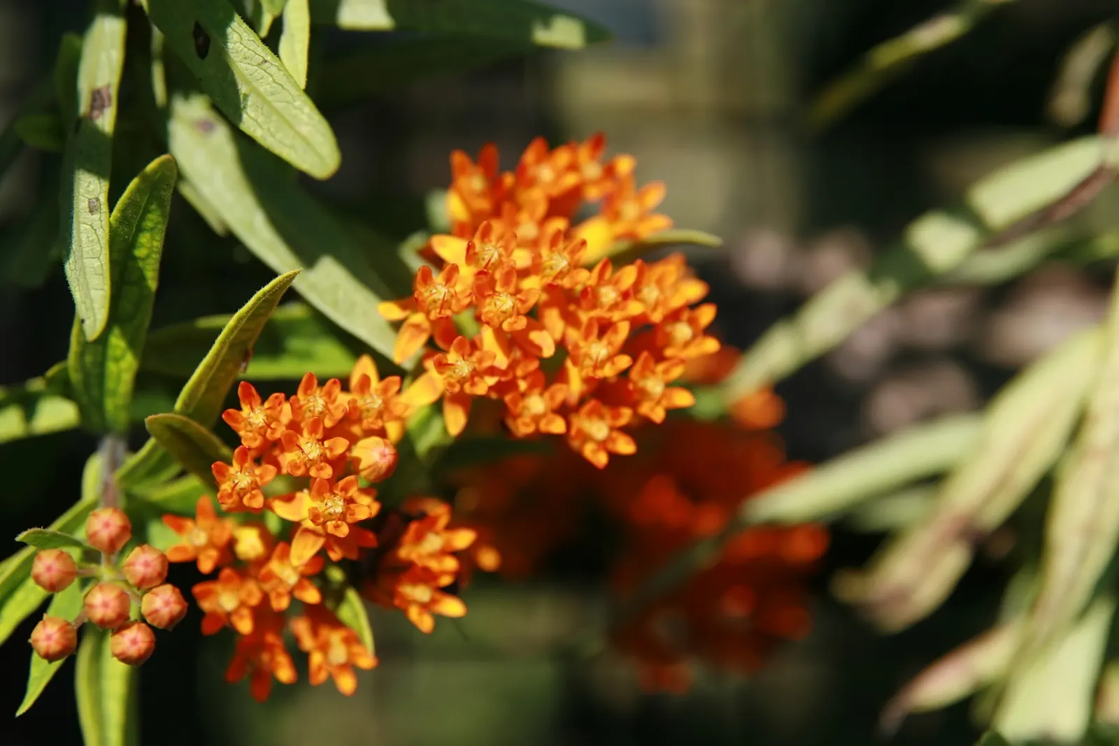 Butterfly Weed (Asclepias Tuberosa) — though this same trait can make transplantation challenging.<br><br>For landscape design purposes; the, image 69