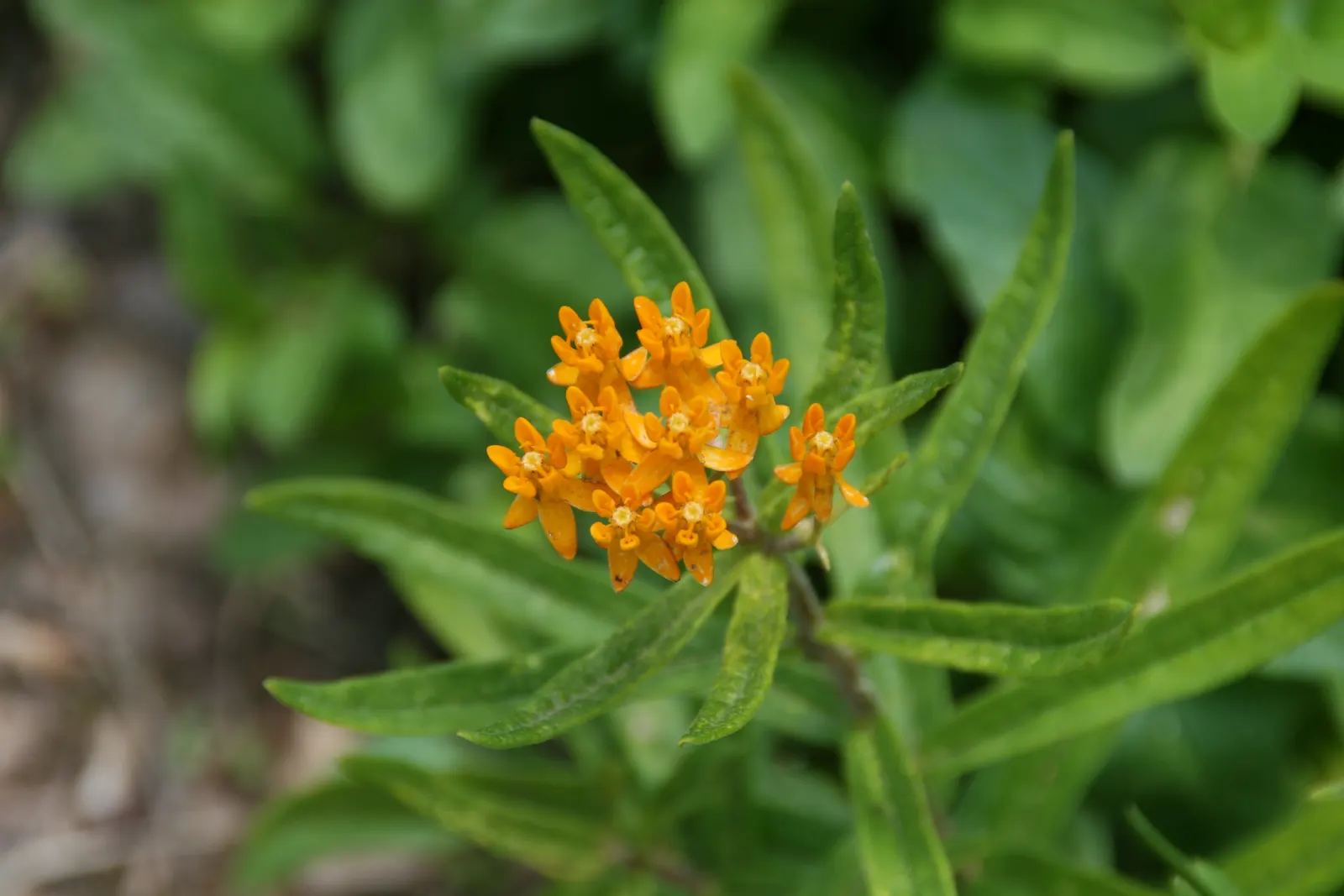 Butterfly Weed (Asclepias Tuberosa) — so placement should be considered where incidental contact is minimized; thriving in full sun with, image 75