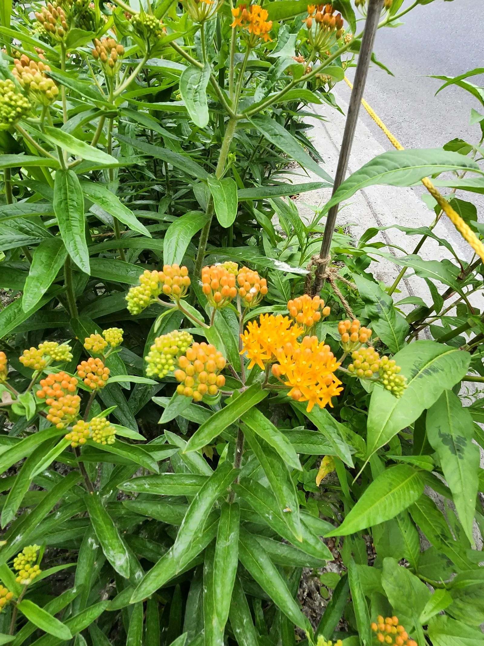 Butterfly Weed (Asclepias Tuberosa) — is a herbaceous perennial that is native to the Eastern United States; it's important to note that while it, image 85
