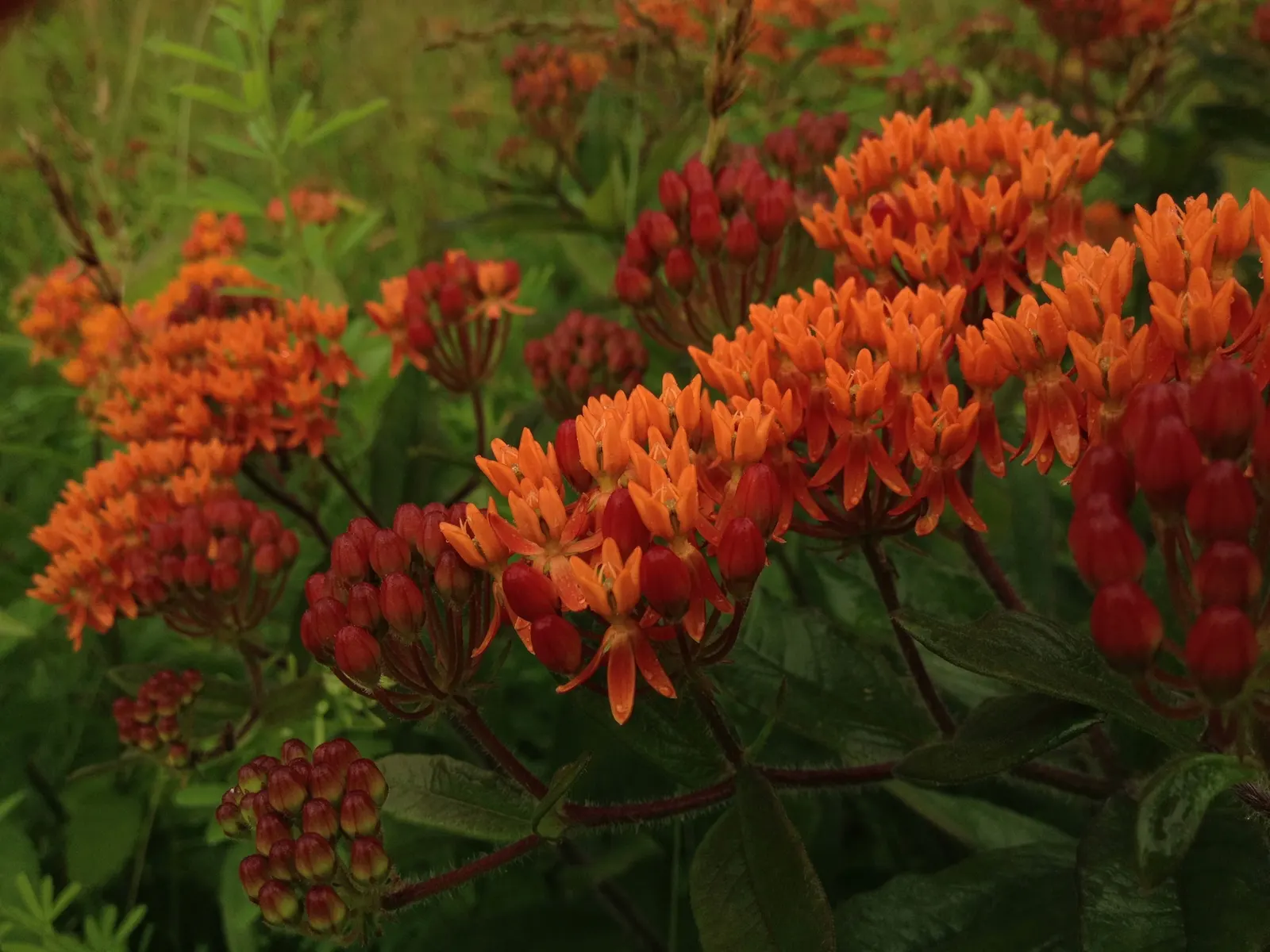 Butterfly Weed (Asclepias Tuberosa) — orange to yellow flower clusters; butterfly Weed (Asclepias tuberosa) is a vibrant perennial native to the US, image 60
