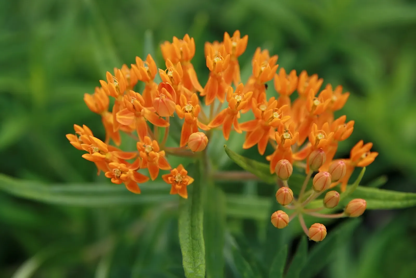 Butterfly Weed (Asclepias Tuberosa) — the plant's milk-like sap may cause skin irritation for some; its flowering and attraction of pollinators are, image 74