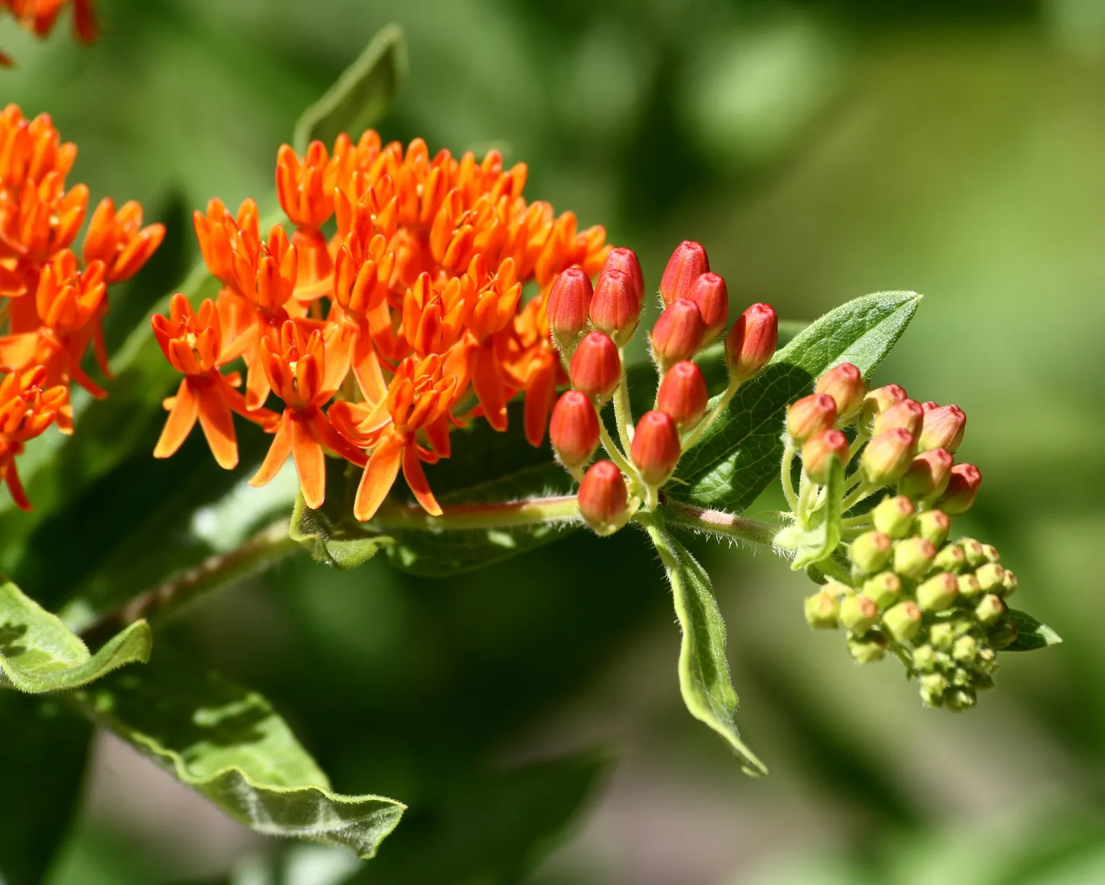 Butterfly Weed (Asclepias Tuberosa) — Thriving in full sun with well-drained soil, it stands 1-2 feet tall and 1-1.5 feet wide; making them an excellent magnet