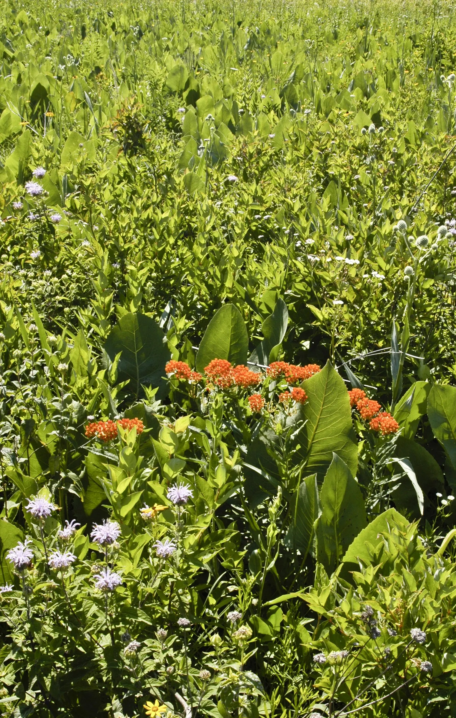 Butterfly Weed (Asclepias Tuberosa) — is a herbaceous perennial that is native to the Eastern United States; it's important to note that while it, image 59