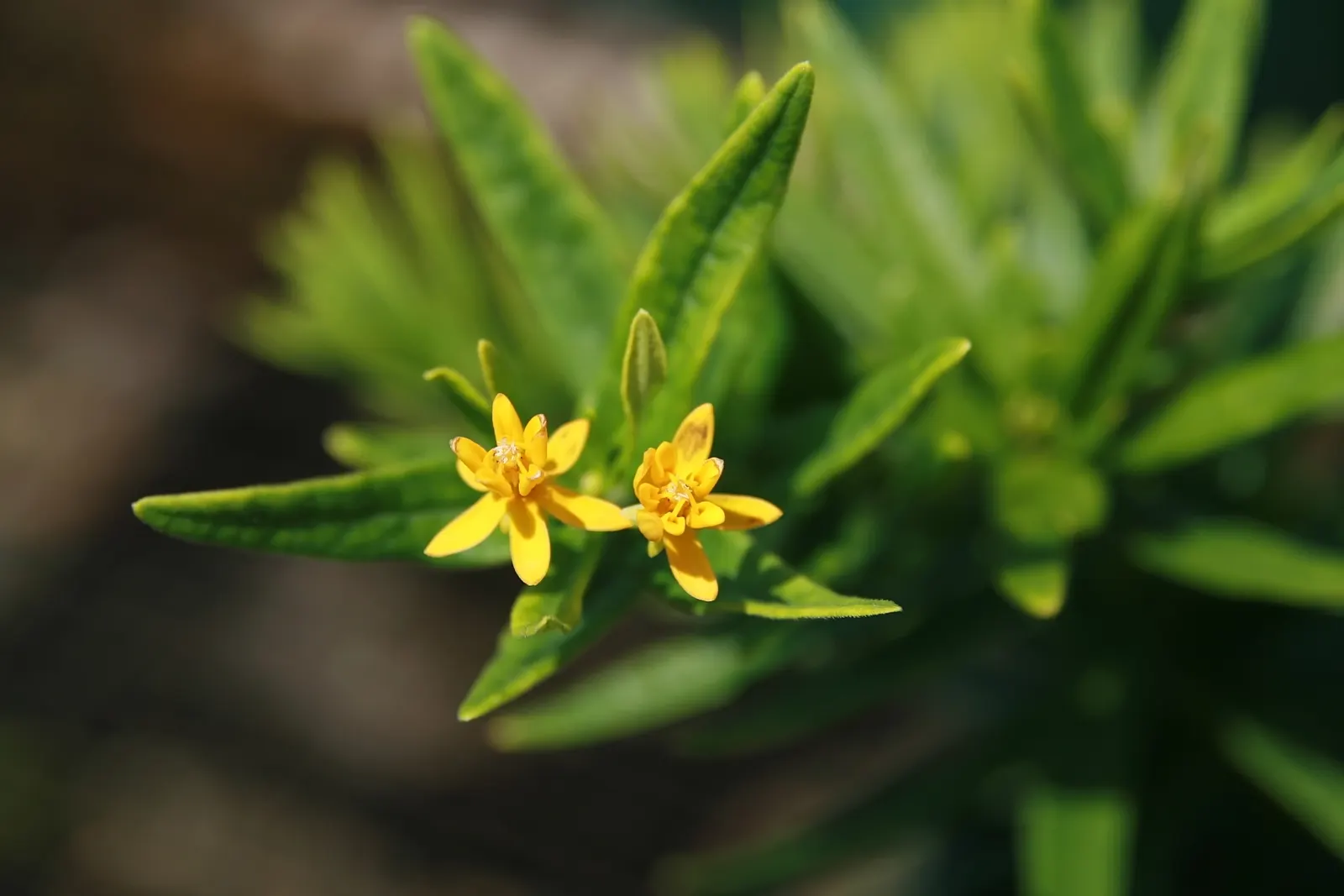 Butterfly Weed (Asclepias Tuberosa) — its flowering and attraction of pollinators are maximized in full sunlight; ideally planted in full sun, this, image 73