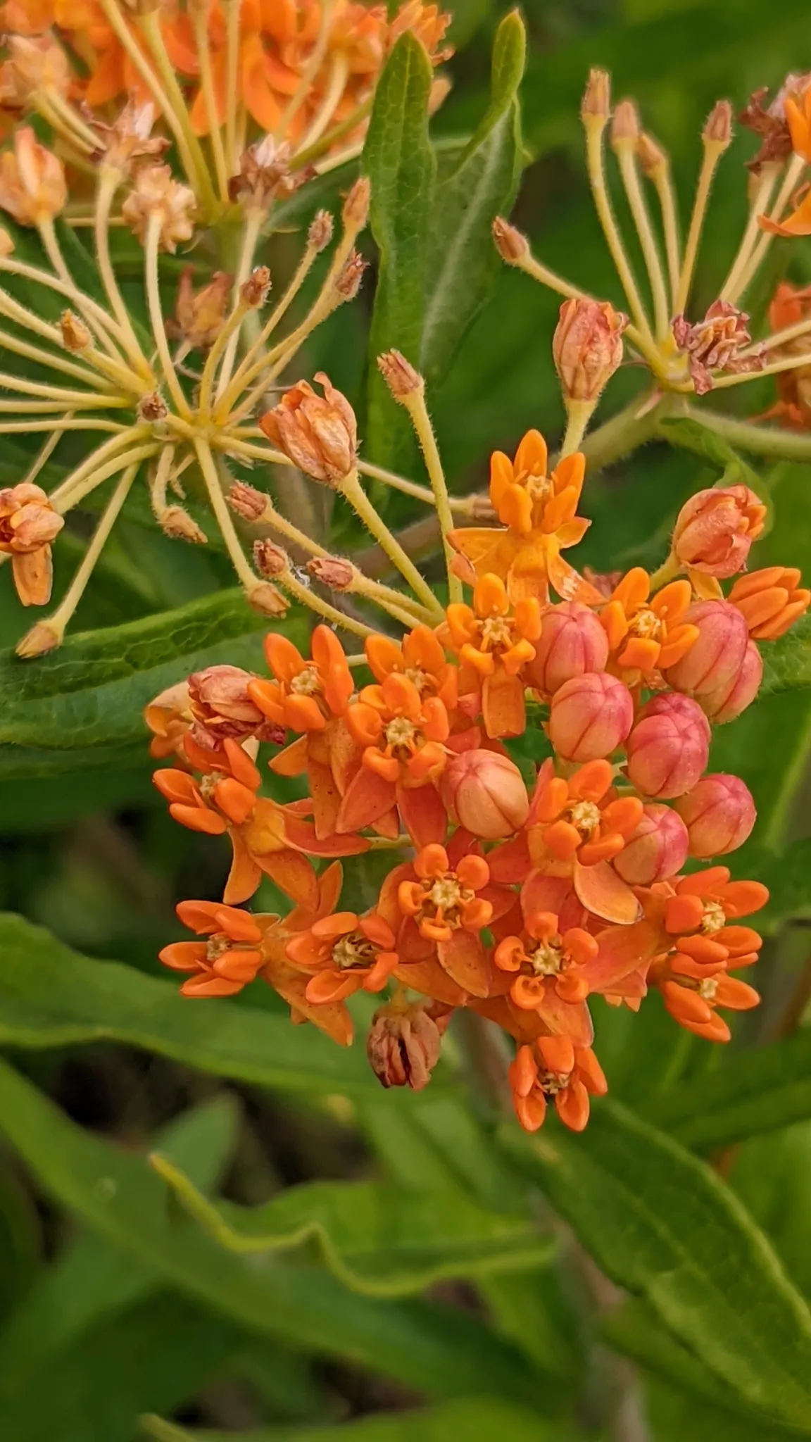 Butterfly Weed (Asclepias Tuberosa) — is a herbaceous perennial that is native to the Eastern United States; it's important to note that while it is tolerant