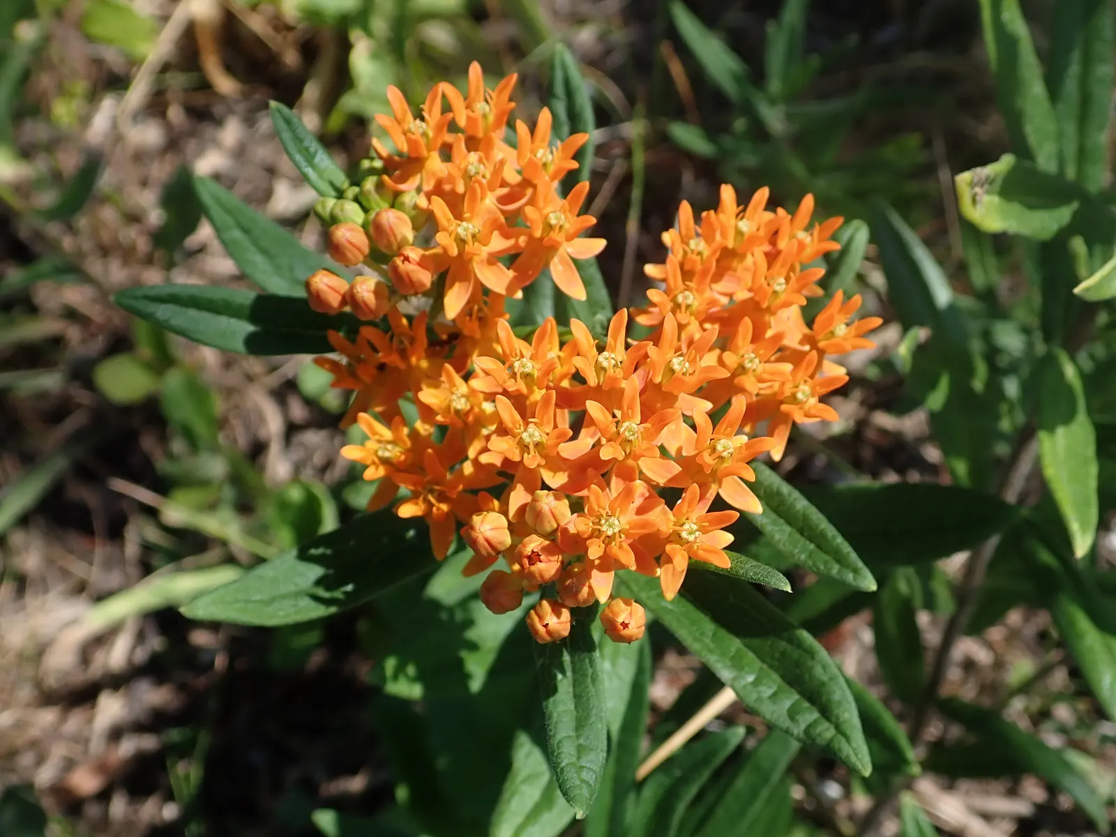 Butterfly Weed (Asclepias Tuberosa) — making them an excellent magnet for butterflies; the plant's milk-like sap may cause skin irritation for some, image 63