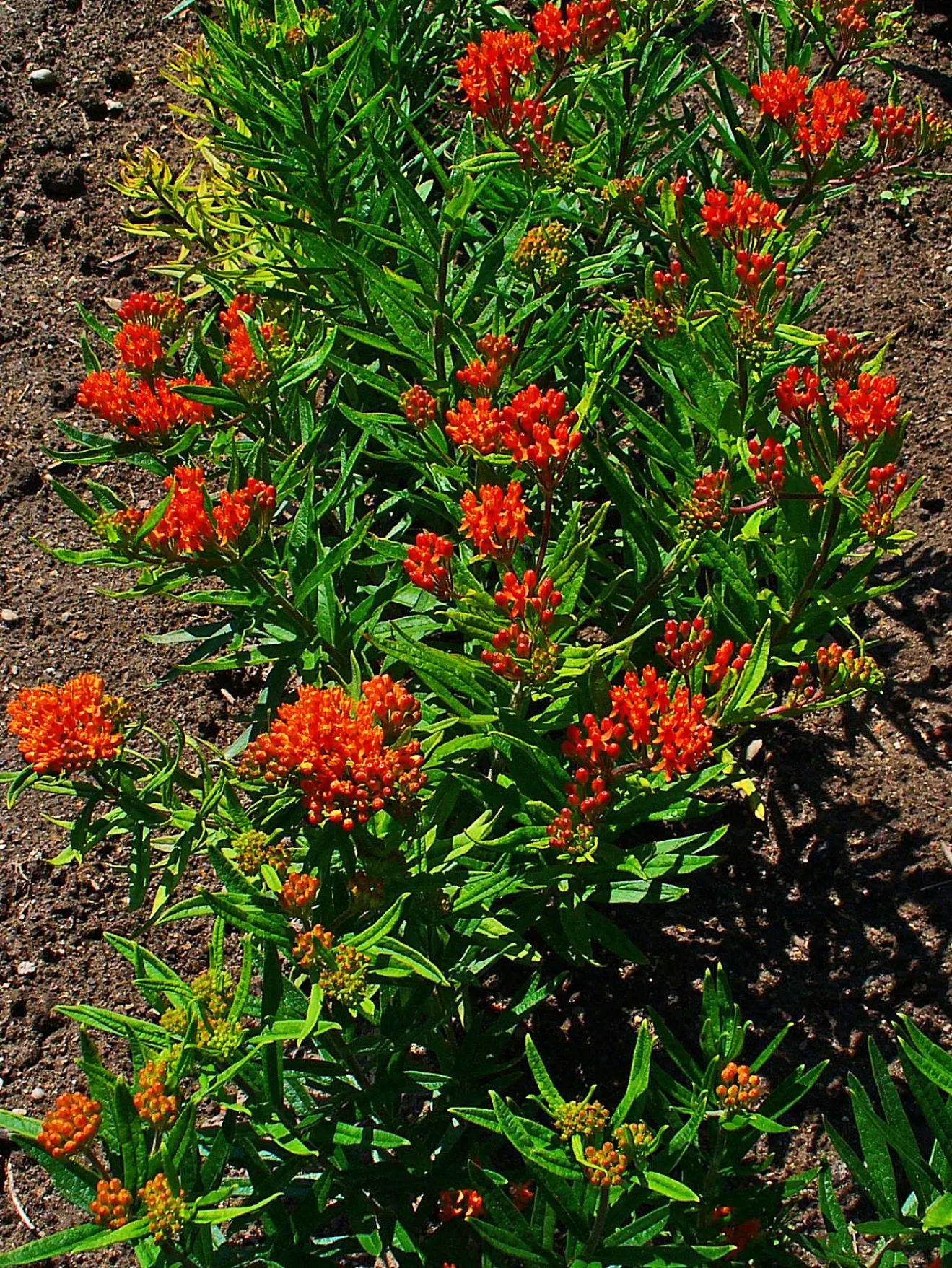 Butterfly Weed (Asclepias Tuberosa) — It is excellent for xeriscaping; orange flowers in the garden, image 67