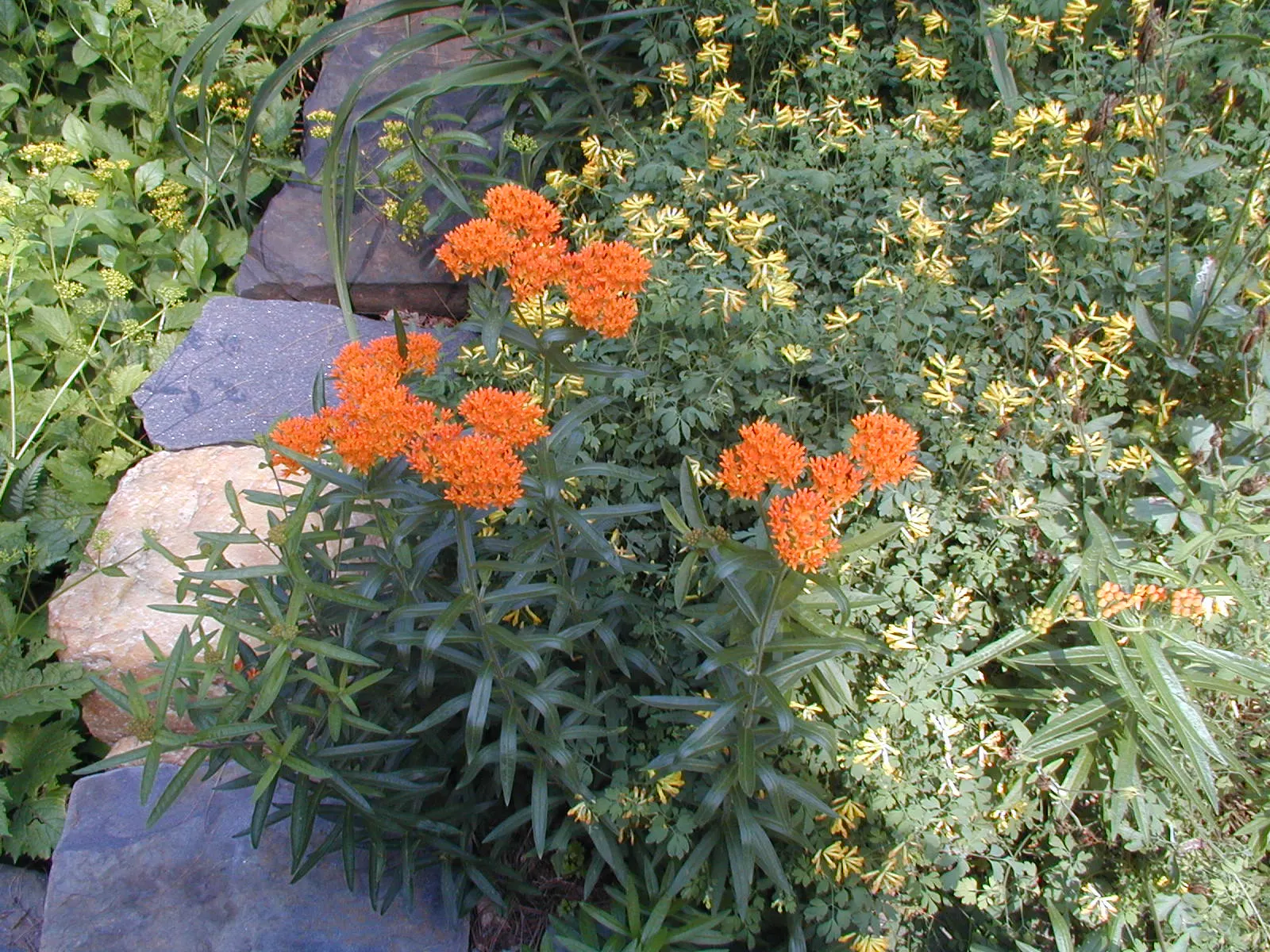 Butterfly Weed (Asclepias Tuberosa) — which typically bloom between May and September; orange to yellow flower clusters, image 61