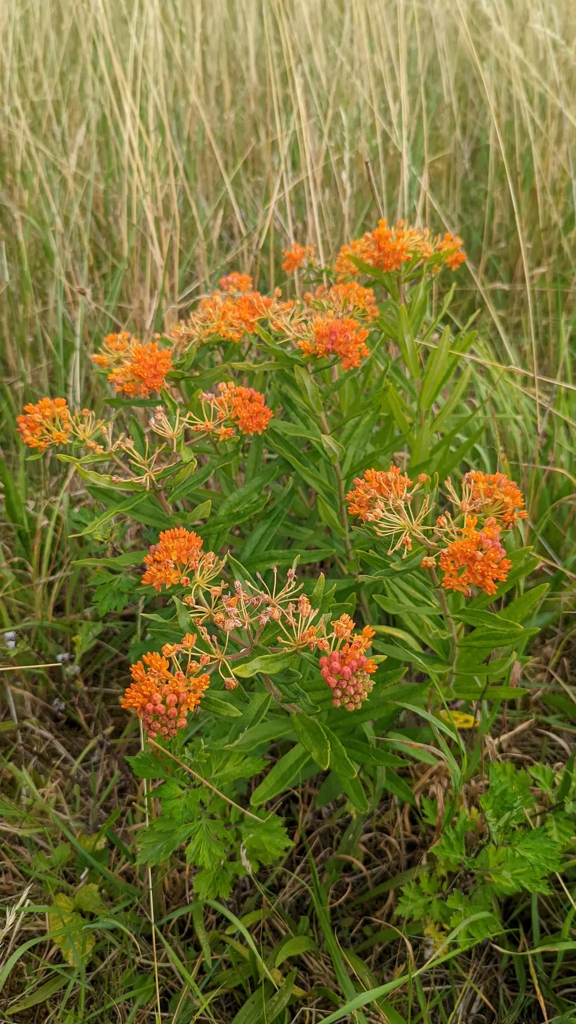 Butterfly Weed (Asclepias Tuberosa) — commonly referred to as Butterfly Weed; its lanceolate leaves are medium green and grow up to 6 inches long