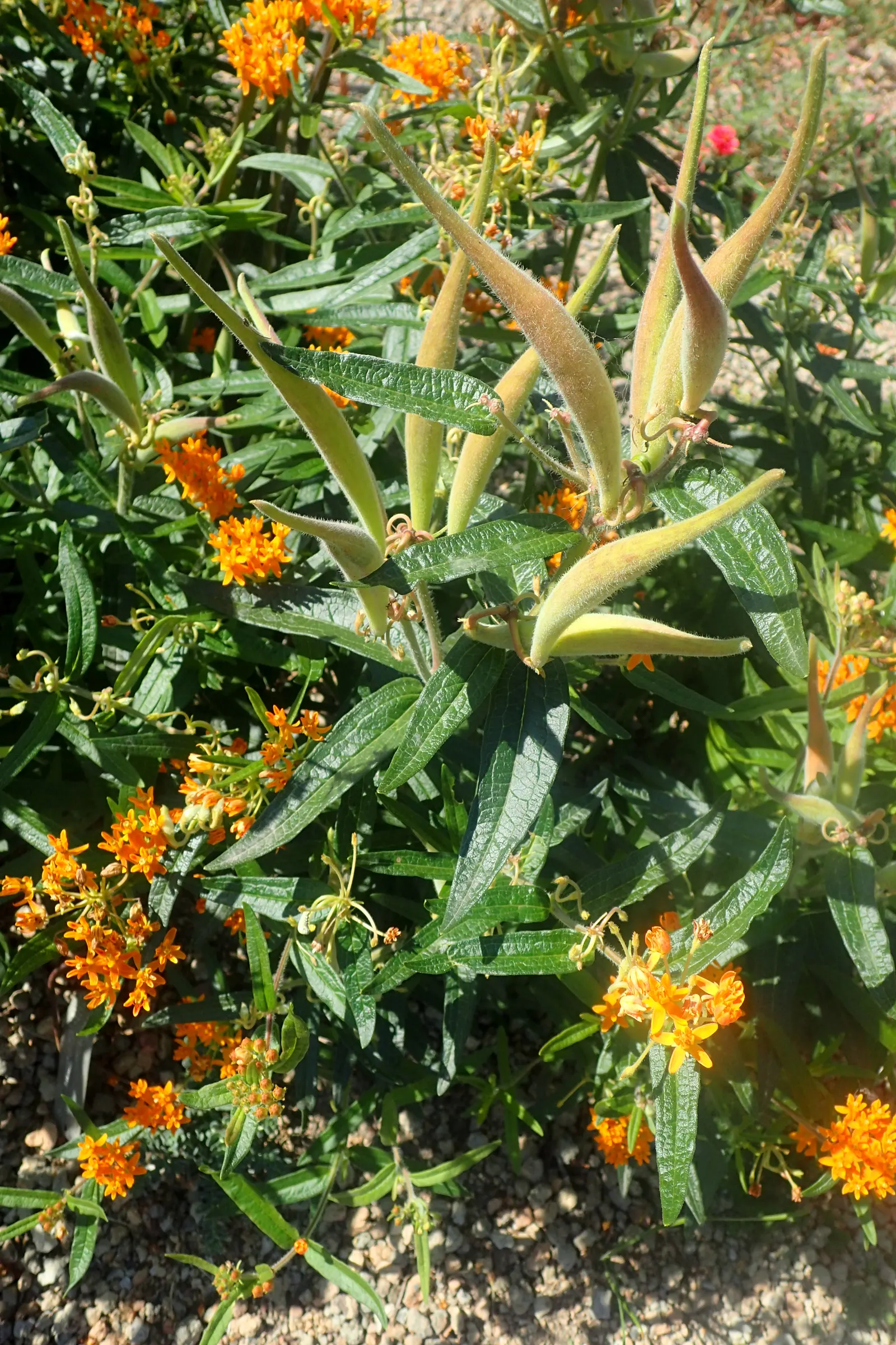 Butterfly Weed (Asclepias Tuberosa) — Ideal for borders or as a focal point in xeriscapes; commonly referred to as Butterfly Weed, image 57