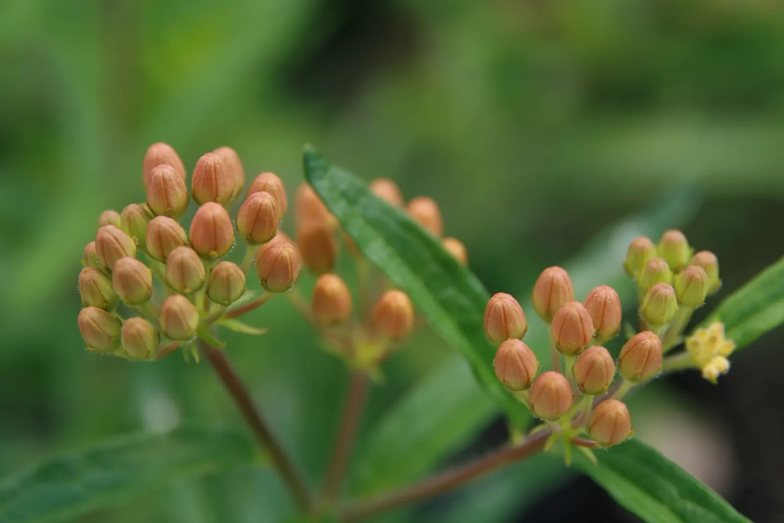 Butterfly Weed (Asclepias Tuberosa) — and its taproot system makes it tolerant of poor; ideal for borders or as a focal point in xeriscapes, image 68