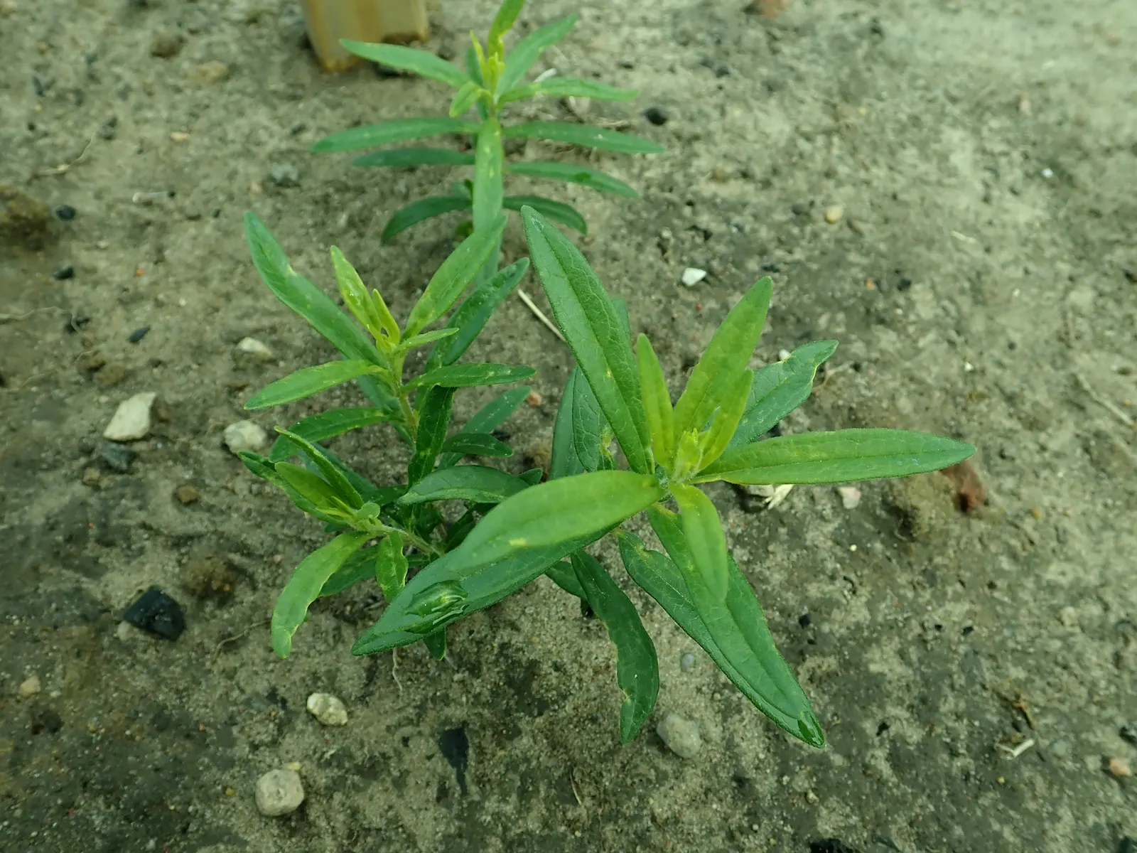 Butterfly Weed (Asclepias Tuberosa) — the plant's milk-like sap may cause skin irritation for some; its flowering and attraction of pollinators are maximized