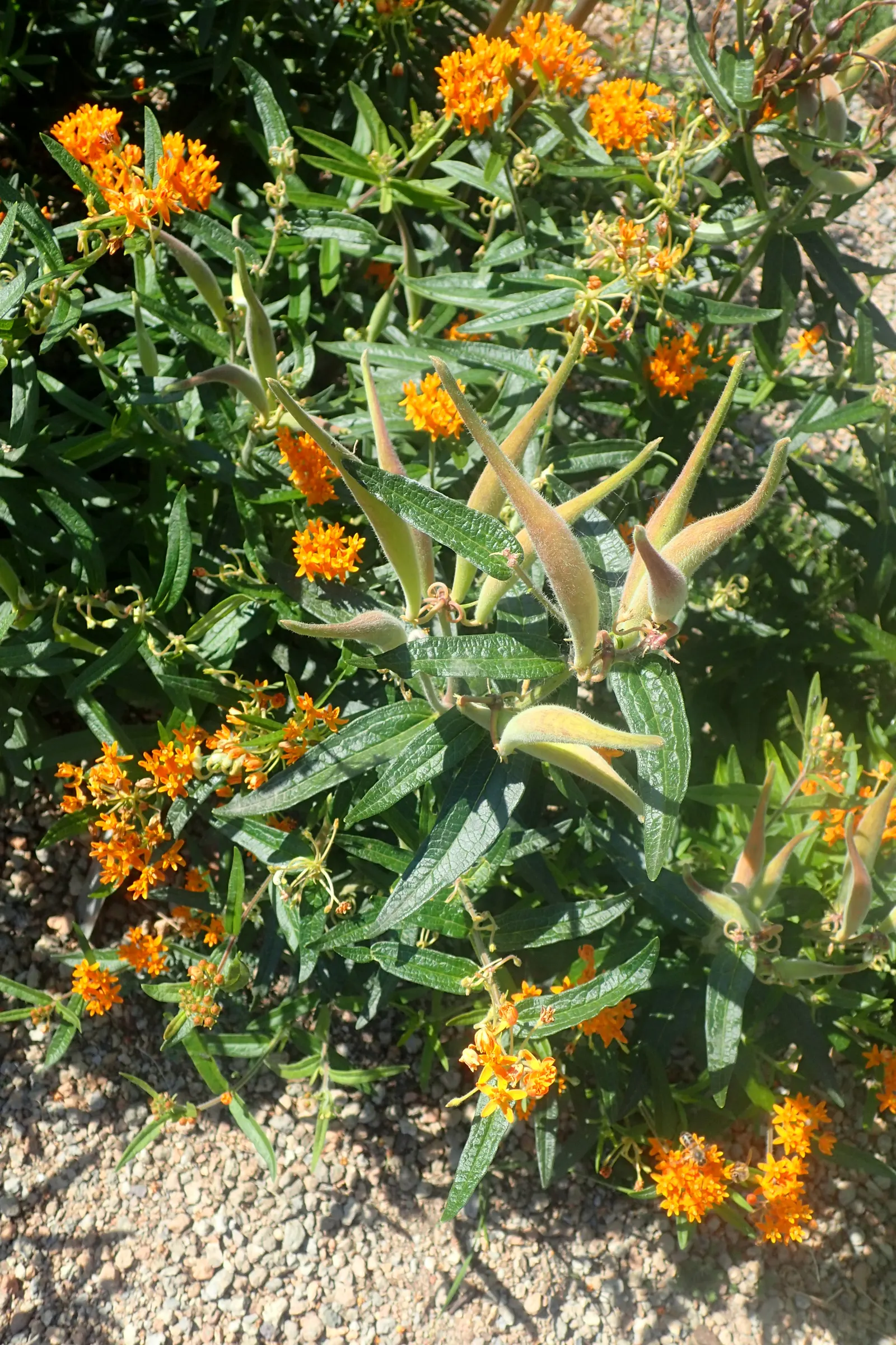 Butterfly Weed (Asclepias Tuberosa) — Bright orange to yellow flowers bloom from early summer to early fall, attracting butterflies and bees; the, image 55