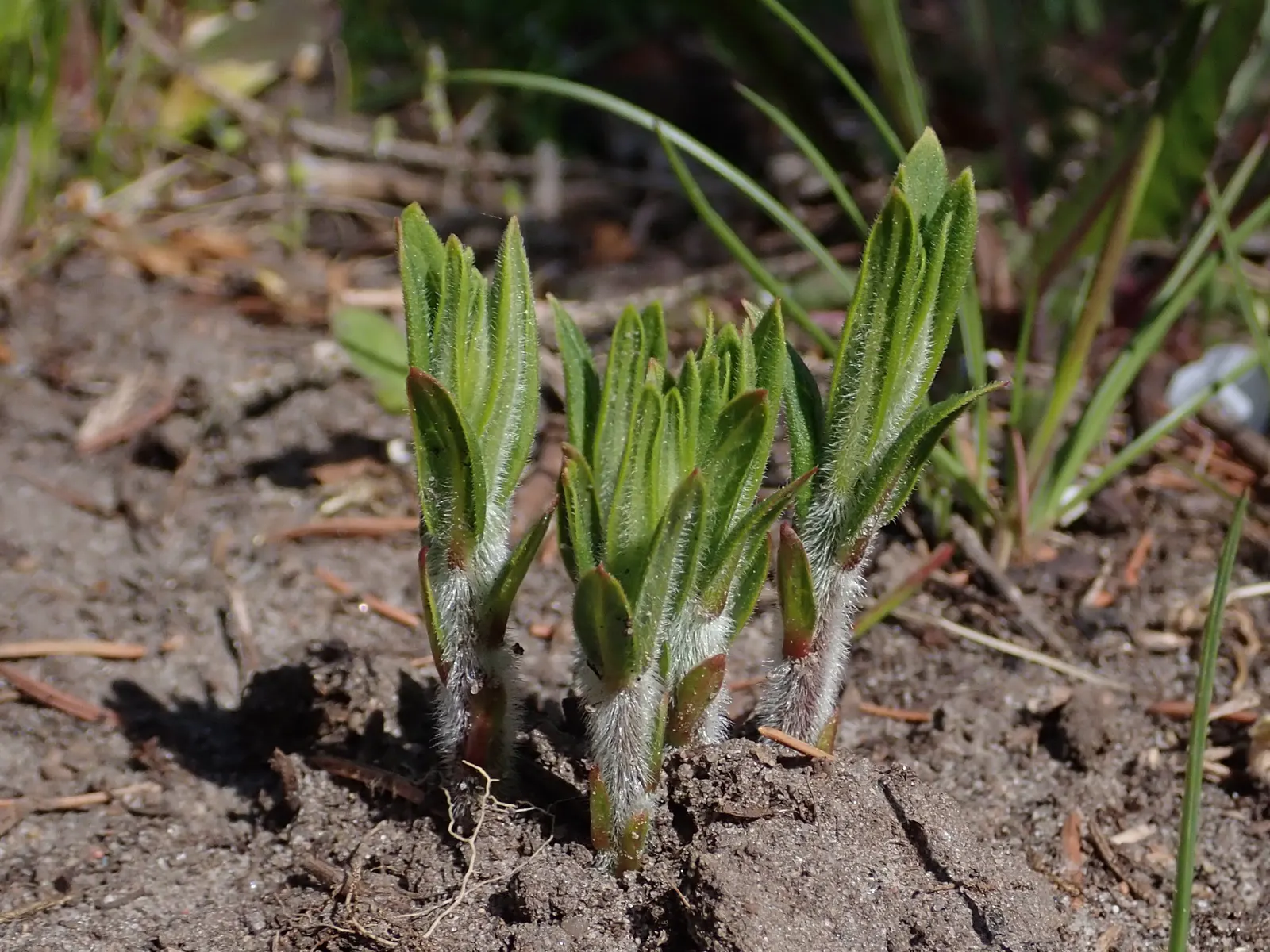 Butterfly Weed (Asclepias Tuberosa) — Ideally planted in full sun, this tough plant is drought-resistant, preferring well-drained soils; though, image 66