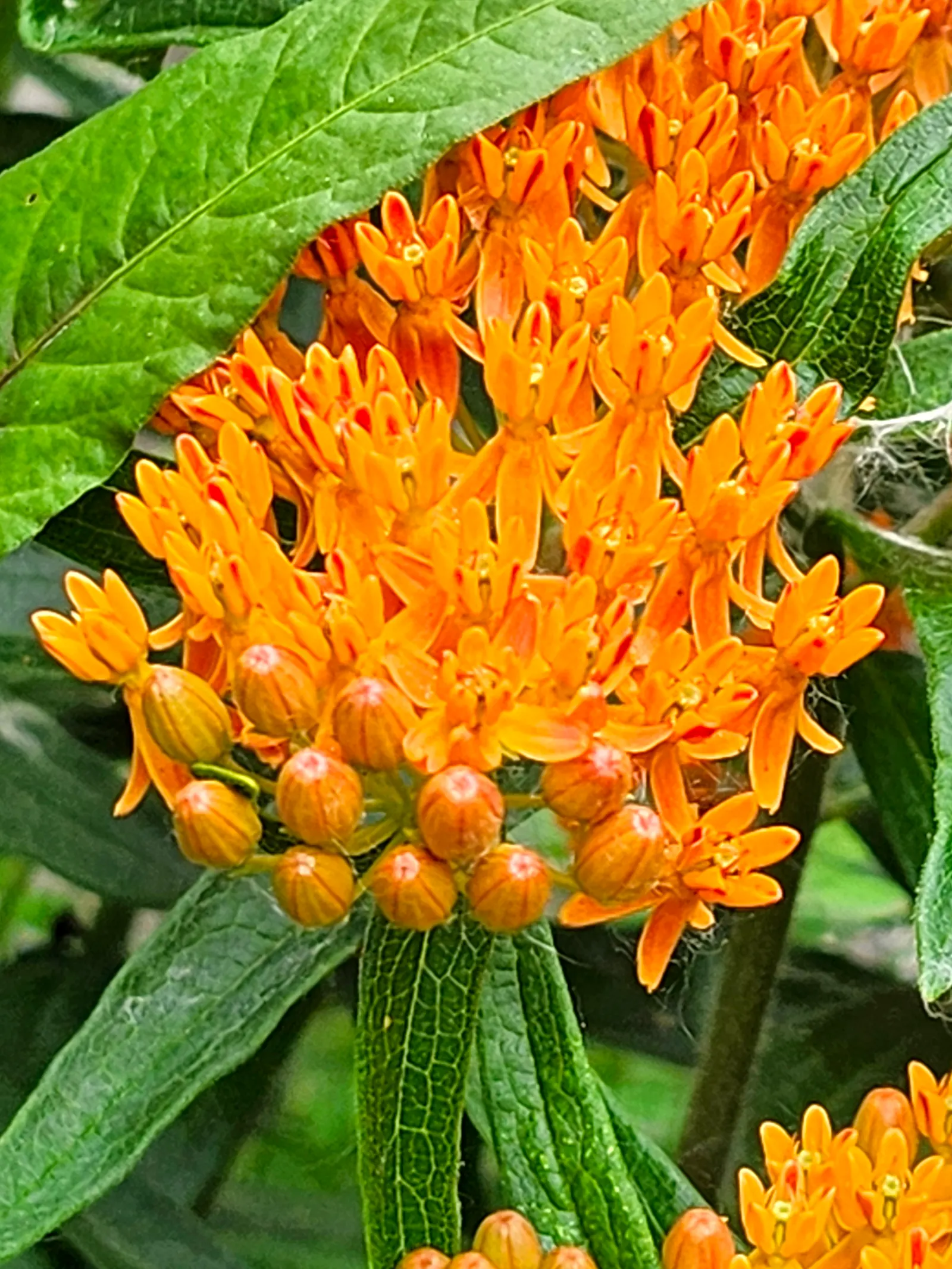 Butterfly Weed (Asclepias Tuberosa) — which typically bloom between May and September; orange to yellow flower clusters, image 87