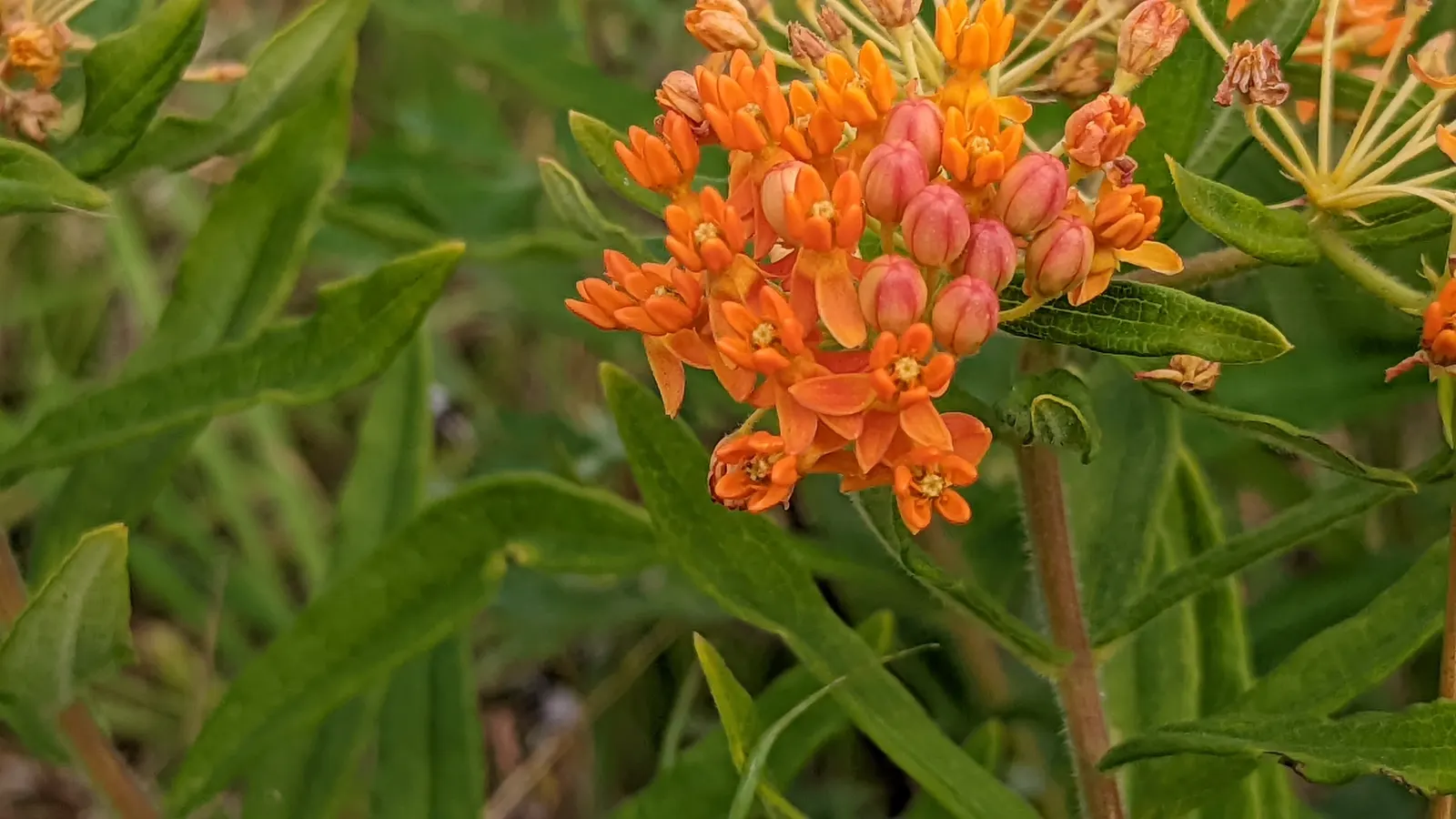 Butterfly Weed (Asclepias Tuberosa) — orange to yellow flower clusters; butterfly Weed (Asclepias tuberosa) is a vibrant perennial native to the US