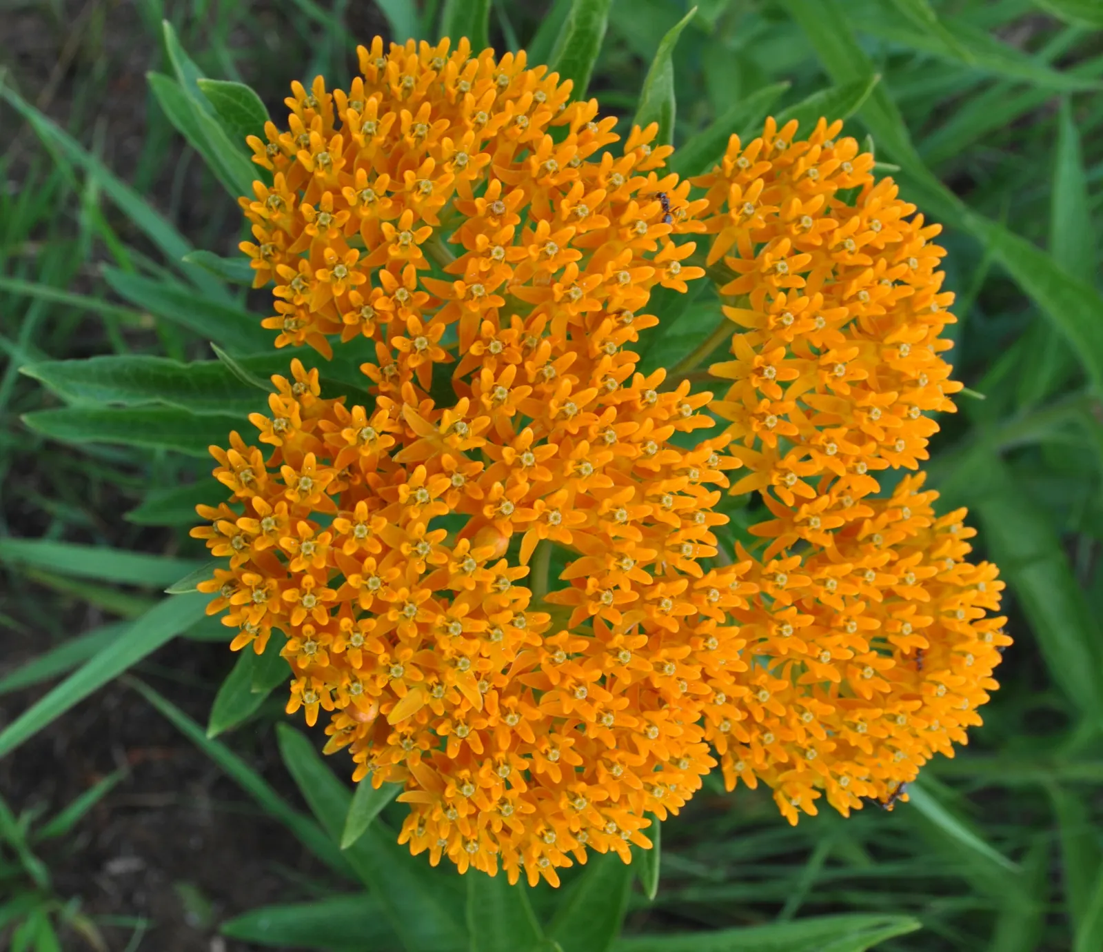 Butterfly Weed (Asclepias Tuberosa) — Thriving in full sun with well-drained soil, it stands 1-2 feet tall and 1-1.5 feet wide; making them an, image 54