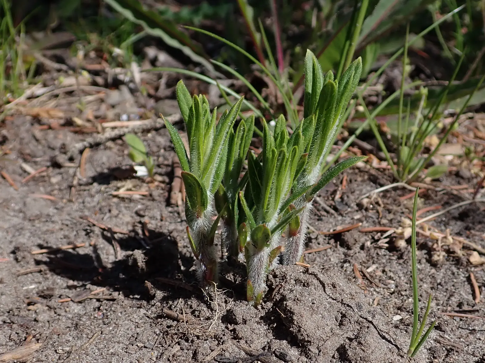 Butterfly Weed (Asclepias Tuberosa) — Its lanceolate leaves are medium green and grow up to 6 inches long; the flowers are nectar-rich, image 65