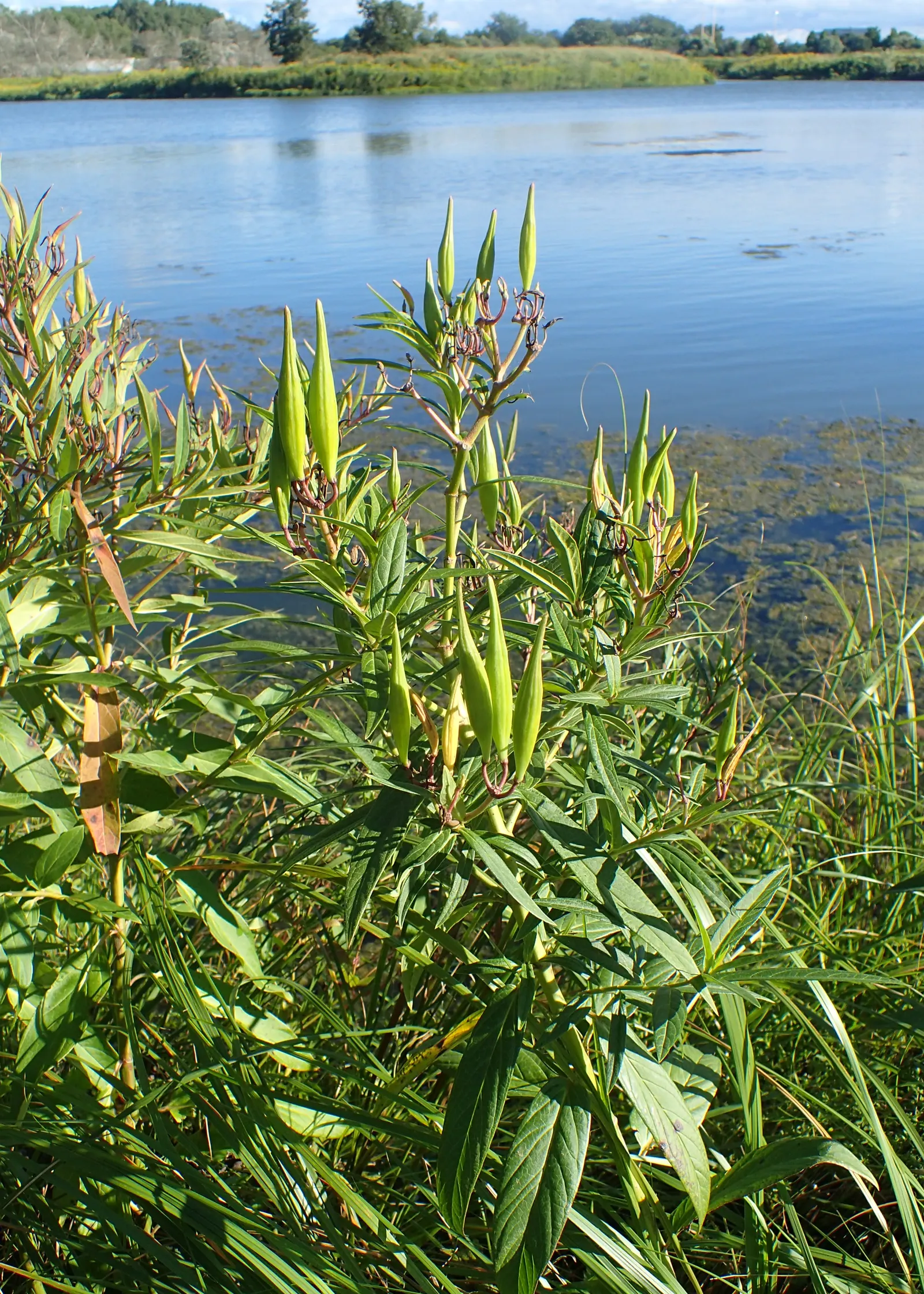 Butterfly Weed (Asclepias Tuberosa) — It is excellent for xeriscaping; orange flowers in the garden, image 93