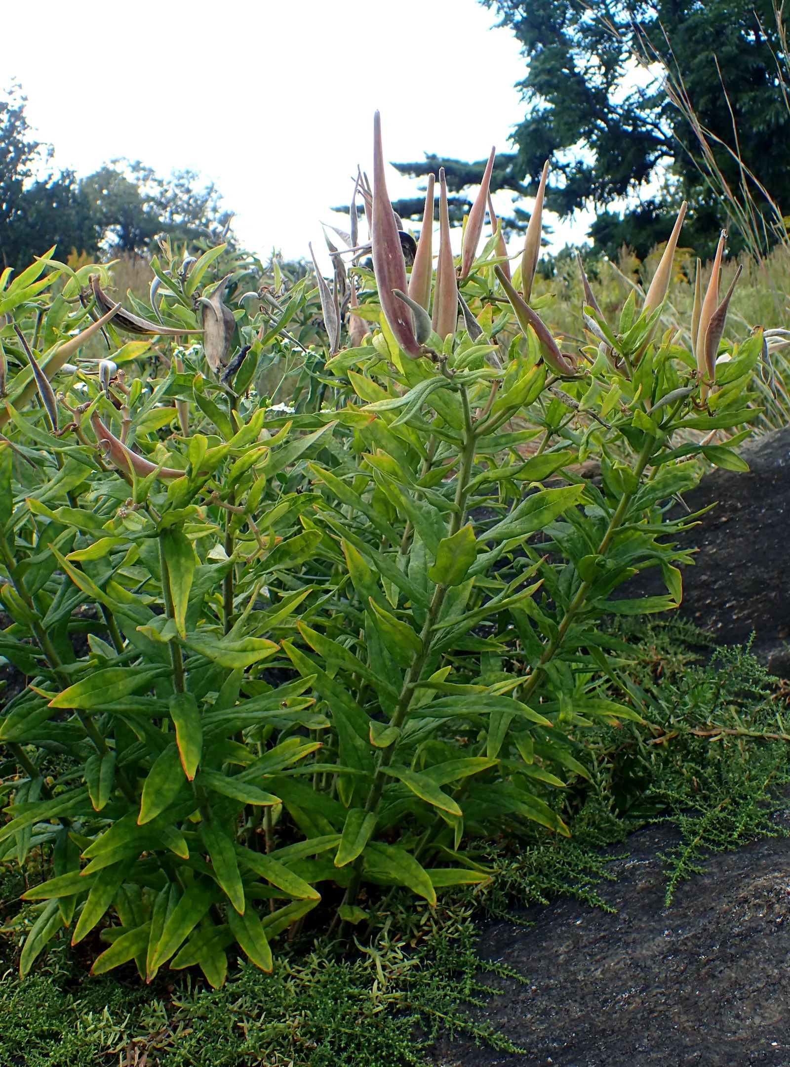 Butterfly Weed (Asclepias Tuberosa) — orange flowers in the garden; which typically bloom between May and September