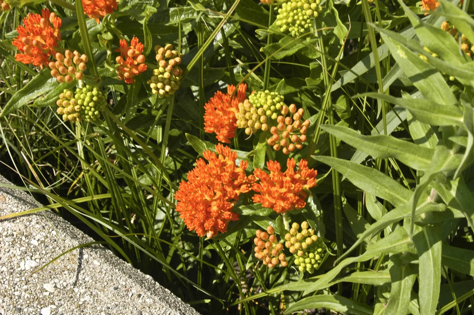 Butterfly Weed (Asclepias Tuberosa) — The flowers are nectar-rich; it is excellent for xeriscaping, image 62