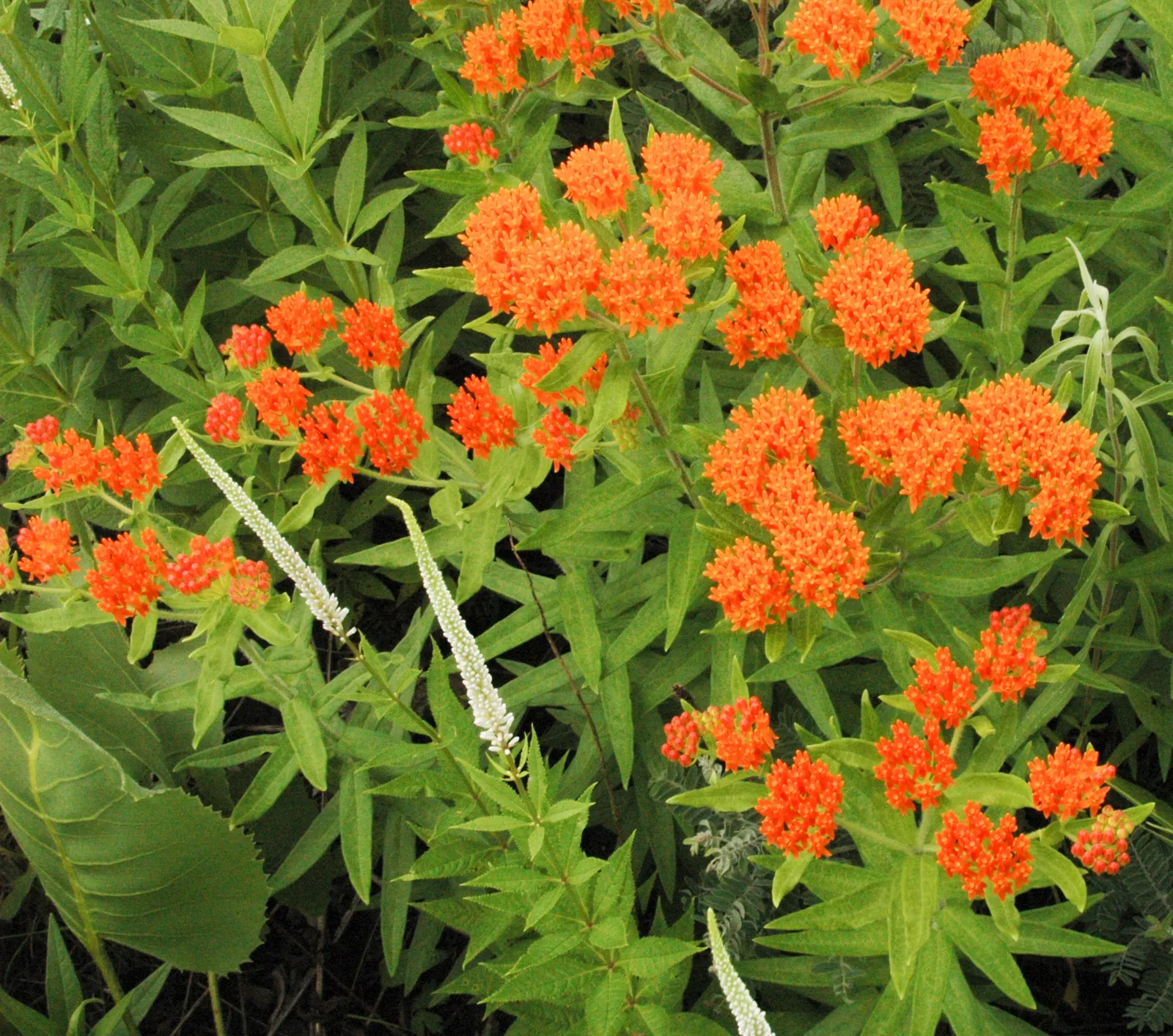 Butterfly Weed (Asclepias Tuberosa) — Its drought tolerance and low maintenance make it a garden favorite; perennial with orange blooms