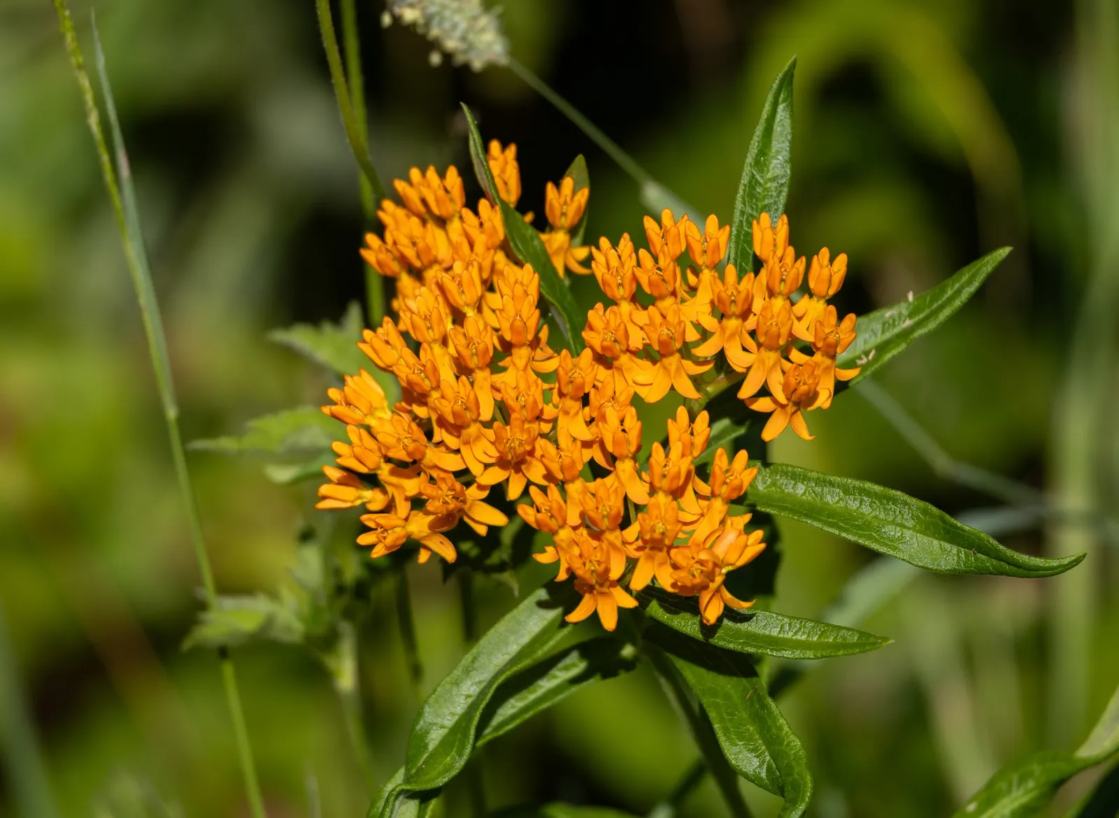 Butterfly Weed (Asclepias Tuberosa) — It's important to note that while it is tolerant of light shade; is a herbaceous perennial that is native to, image 72