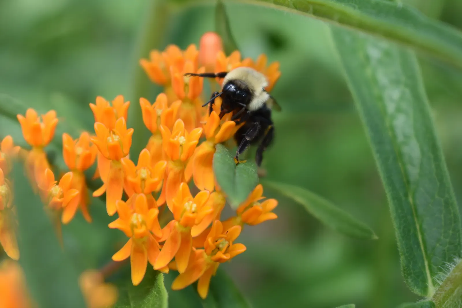 Butterfly Weed (Asclepias Tuberosa) — the Asclepias tuberosa adds a splash of color in perennial borders; or as an accent in rock gardens, image 70