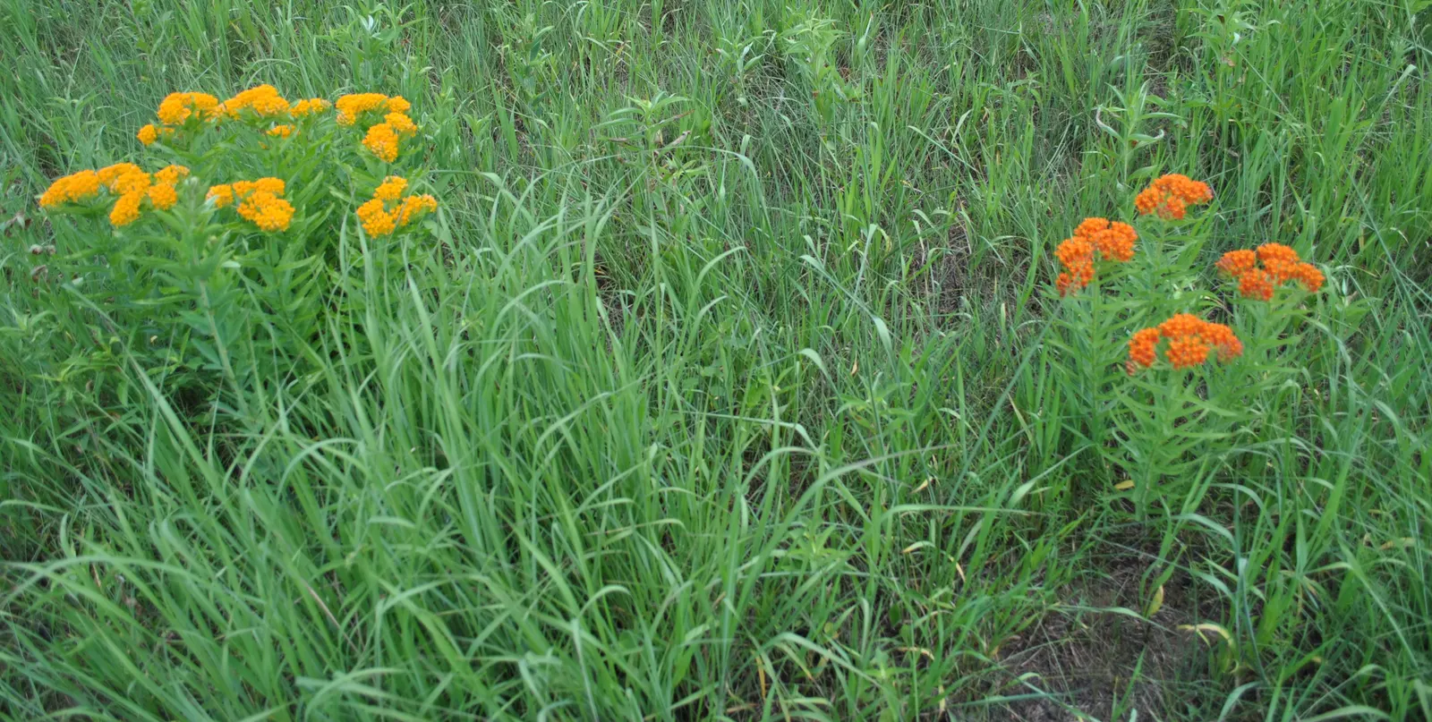 Butterfly Weed (Asclepias Tuberosa) — perennial for full; so placement should be considered where incidental contact is minimized
