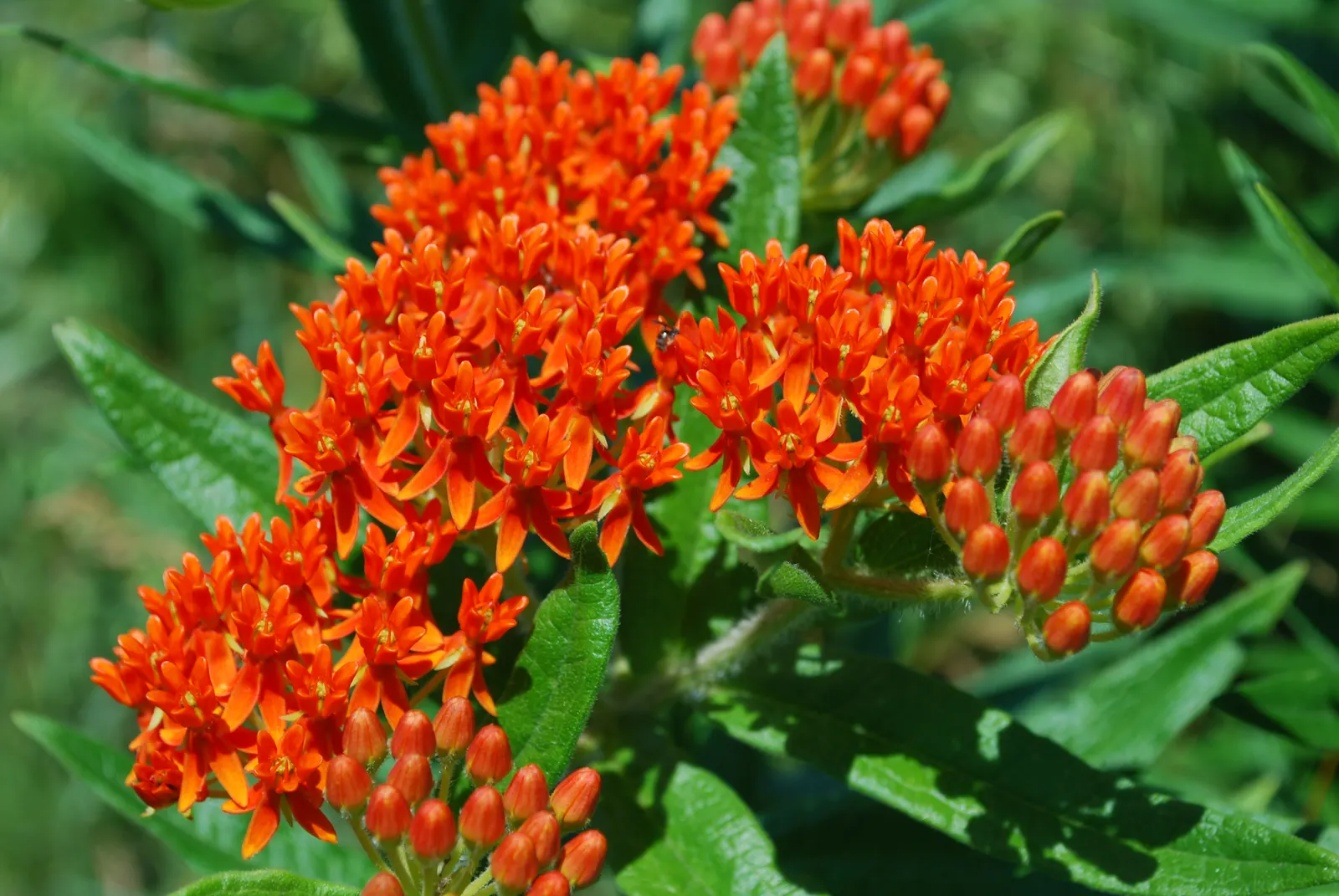 Butterfly Weed (Asclepias Tuberosa) — It's important to note that while it is tolerant of light shade; is a herbaceous perennial that is native to the Eastern