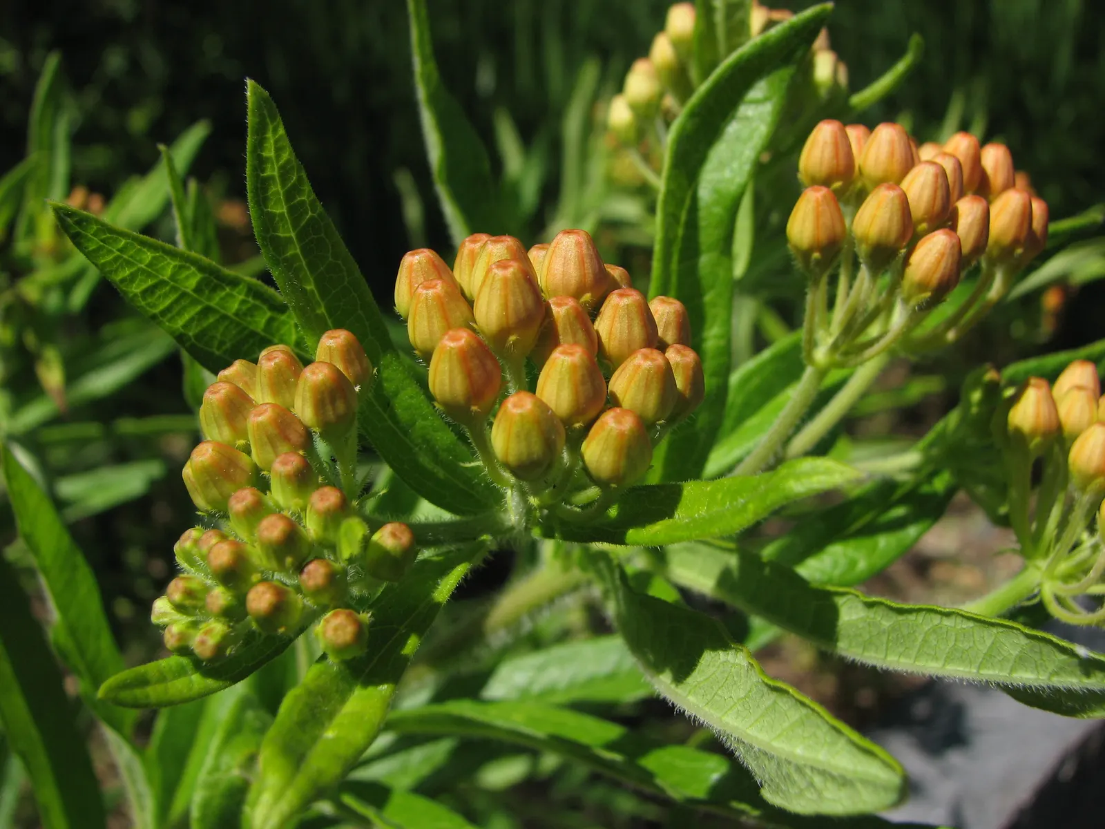 Butterfly Weed (Asclepias Tuberosa) — Butterfly Weed (Asclepias tuberosa) is a vibrant perennial native to the US; its drought tolerance and low maintenance