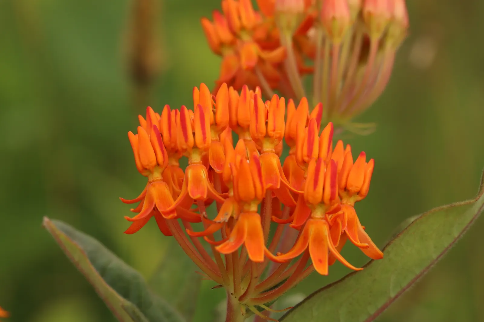 Butterfly Weed (Asclepias Tuberosa) — which typically bloom between May and September; orange to yellow flower clusters