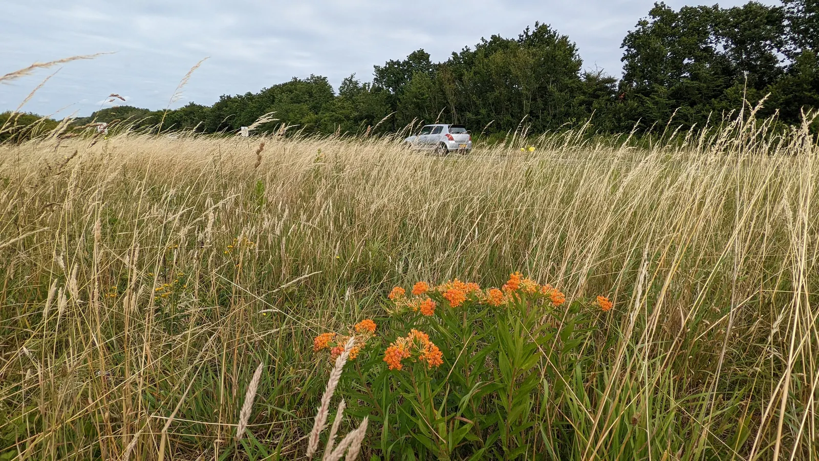 Butterfly Weed (Asclepias Tuberosa) — Its lanceolate leaves are medium green and grow up to 6 inches long; the flowers are nectar-rich