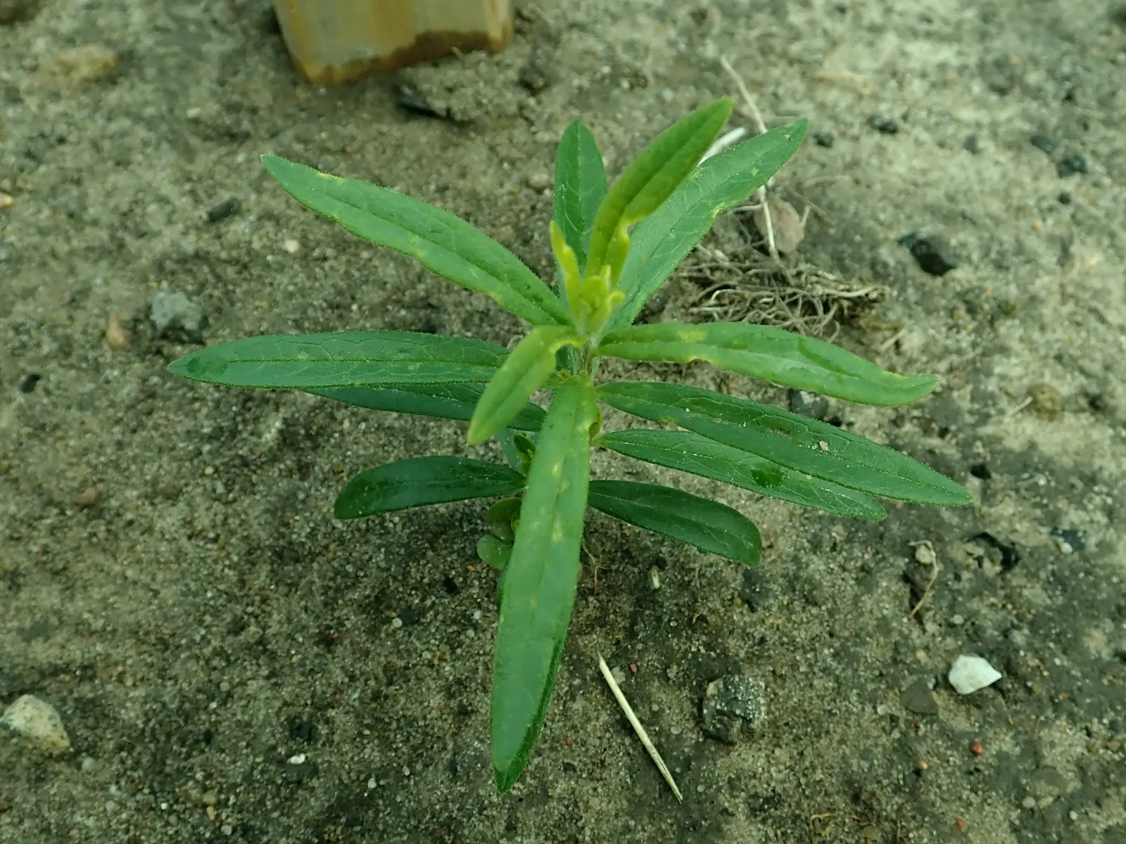 Butterfly Weed (Asclepias Tuberosa) — so placement should be considered where incidental contact is minimized; thriving in full sun with well-drained soil, it