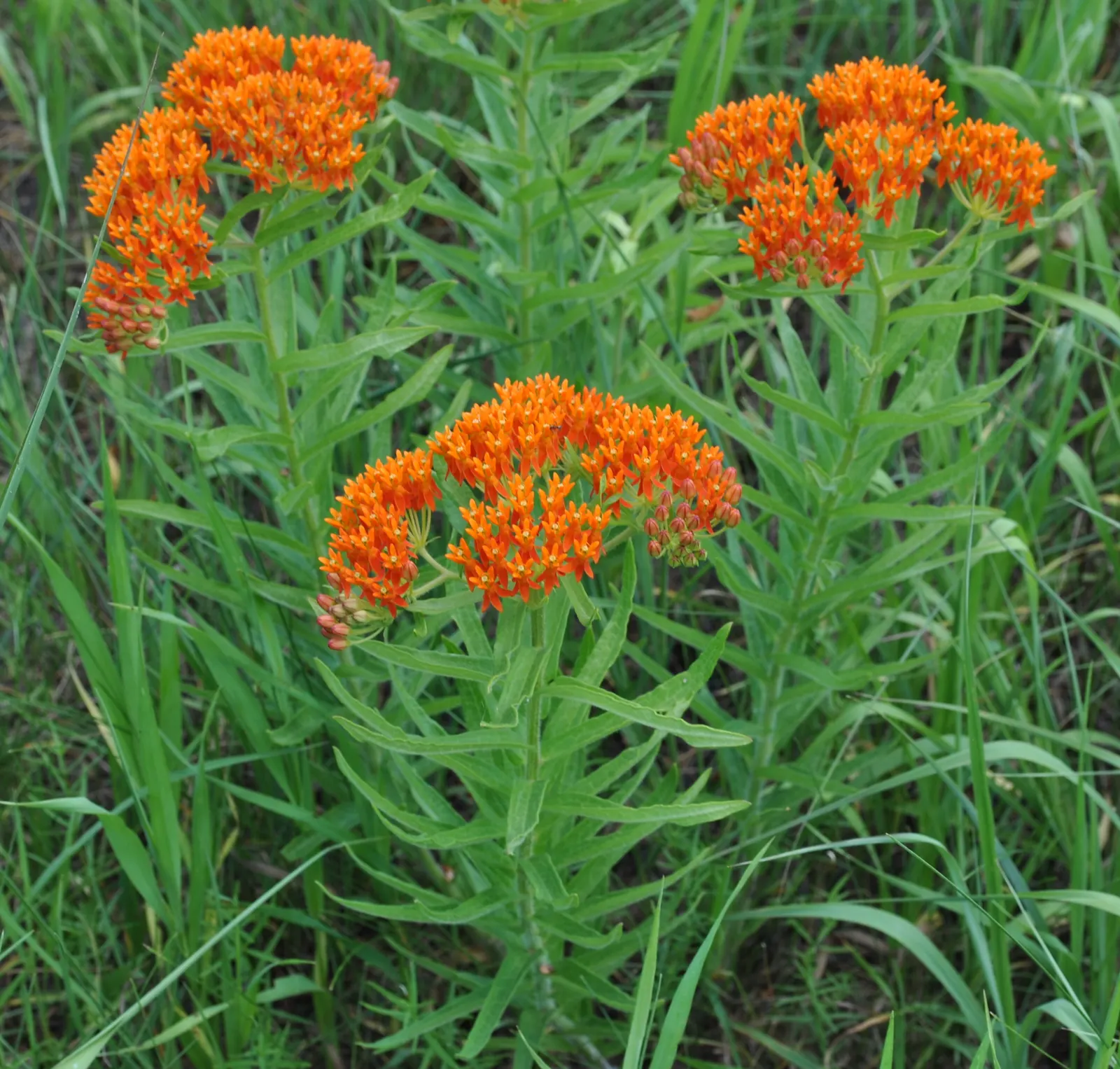 Butterfly Weed (Asclepias Tuberosa) — Its drought tolerance and low maintenance make it a garden favorite; perennial with orange blooms, image 56