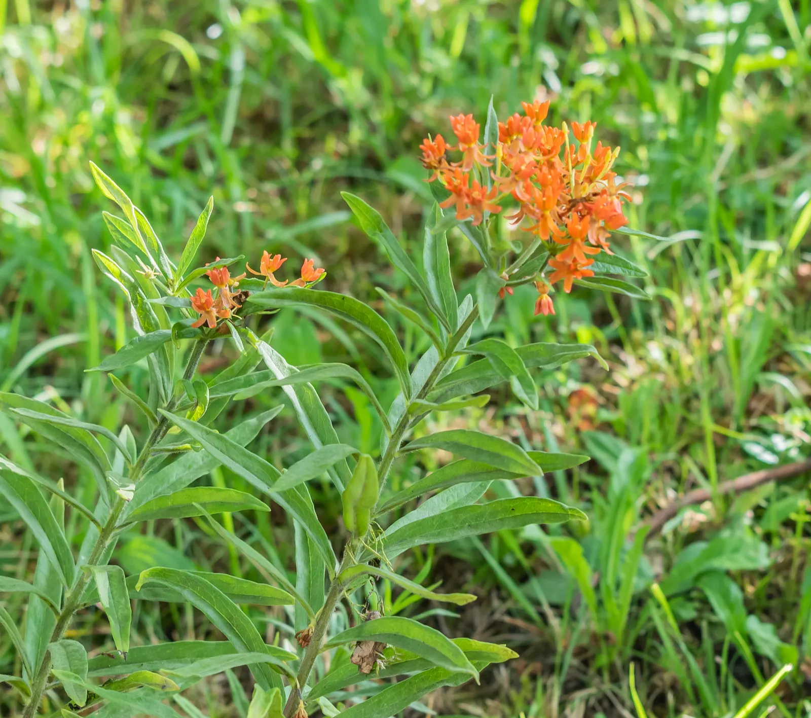 Butterfly Weed (Asclepias Tuberosa) — Ideally planted in full sun, this tough plant is drought-resistant, preferring well-drained soils; though, image 144