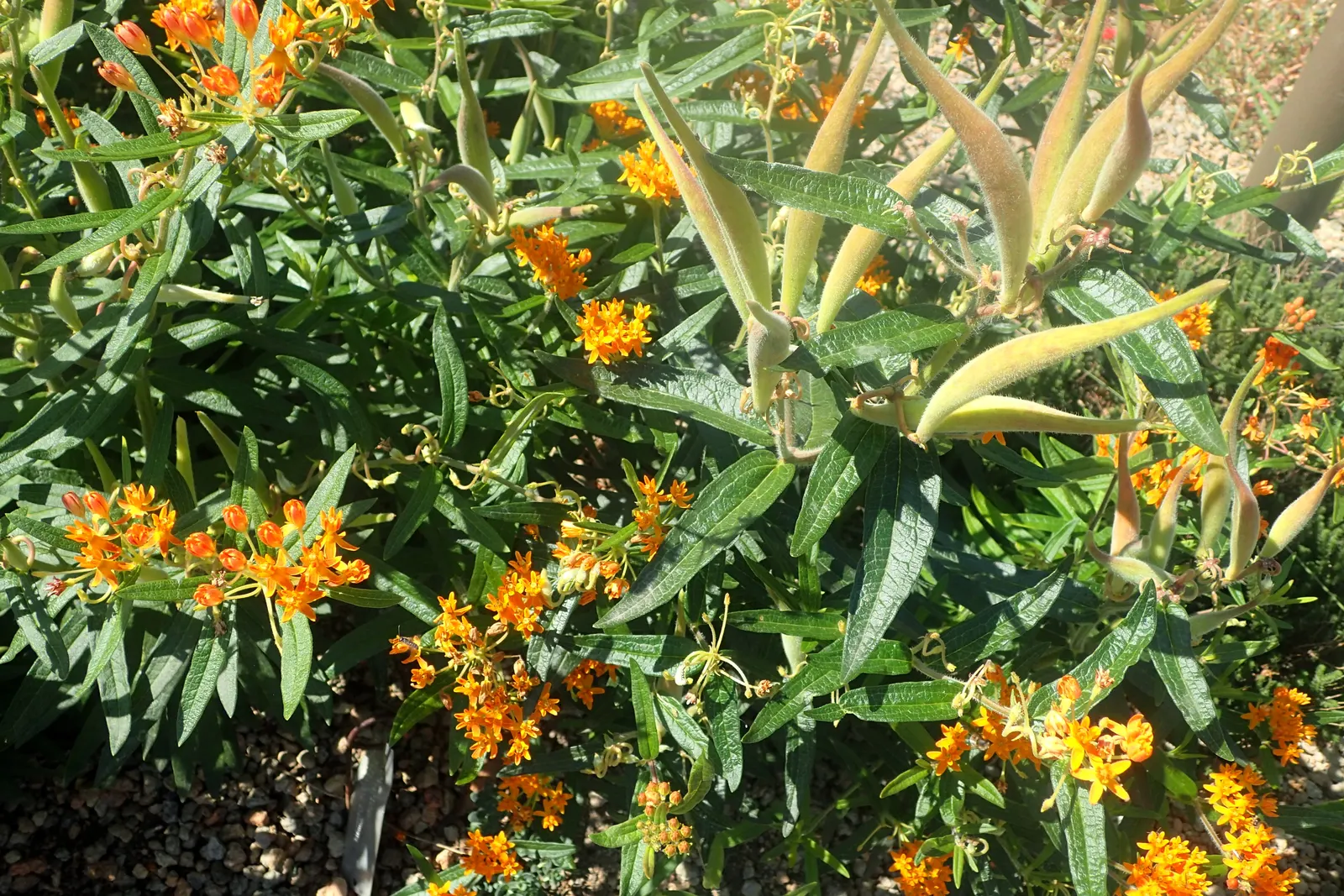Butterfly Weed (Asclepias Tuberosa) — commonly referred to as Butterfly Weed; its lanceolate leaves are medium green and grow up to 6 inches long, image 58