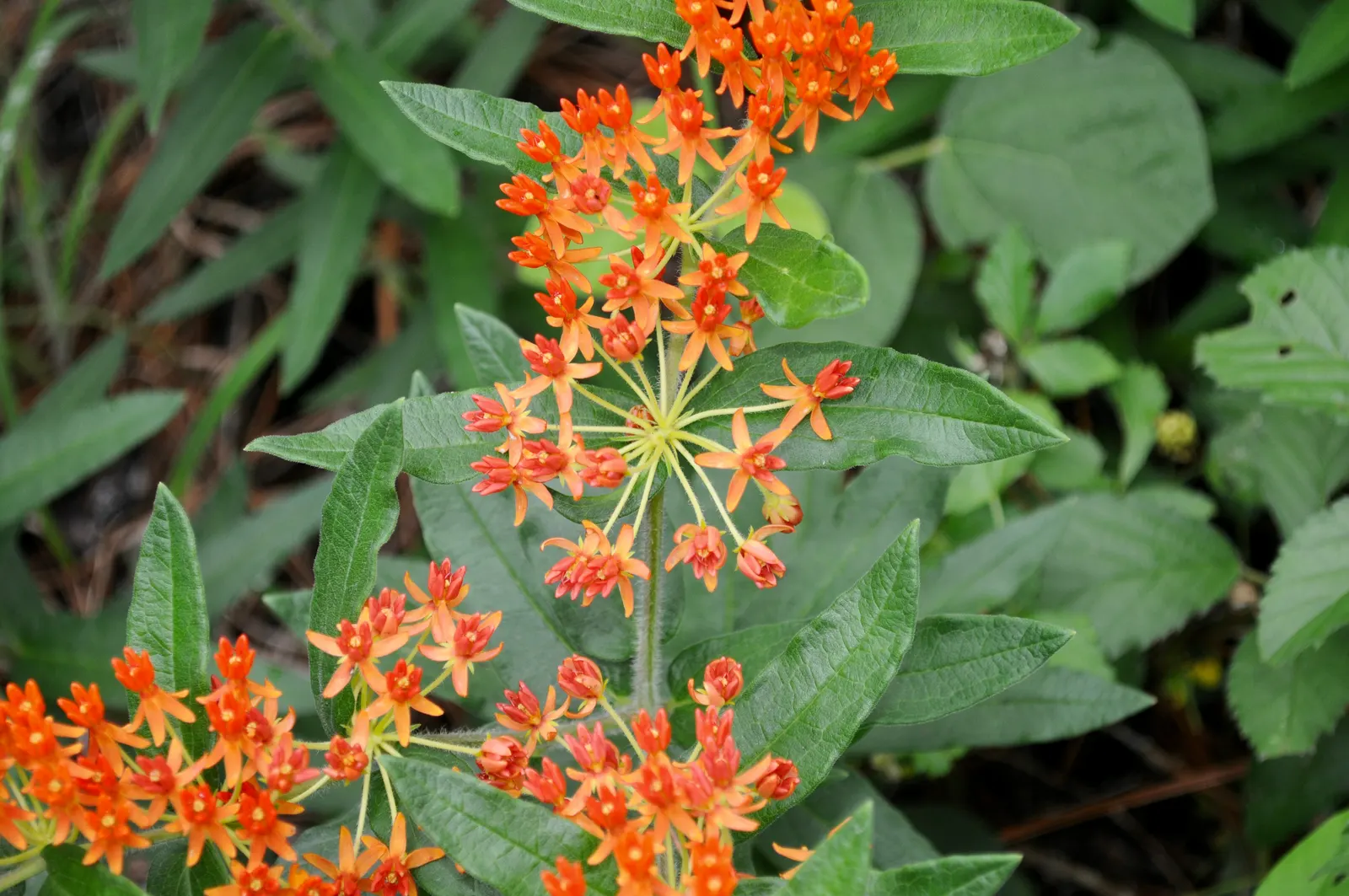 Butterfly Weed (Asclepias Tuberosa) — The flowers are nectar-rich; it is excellent for xeriscaping, image 88
