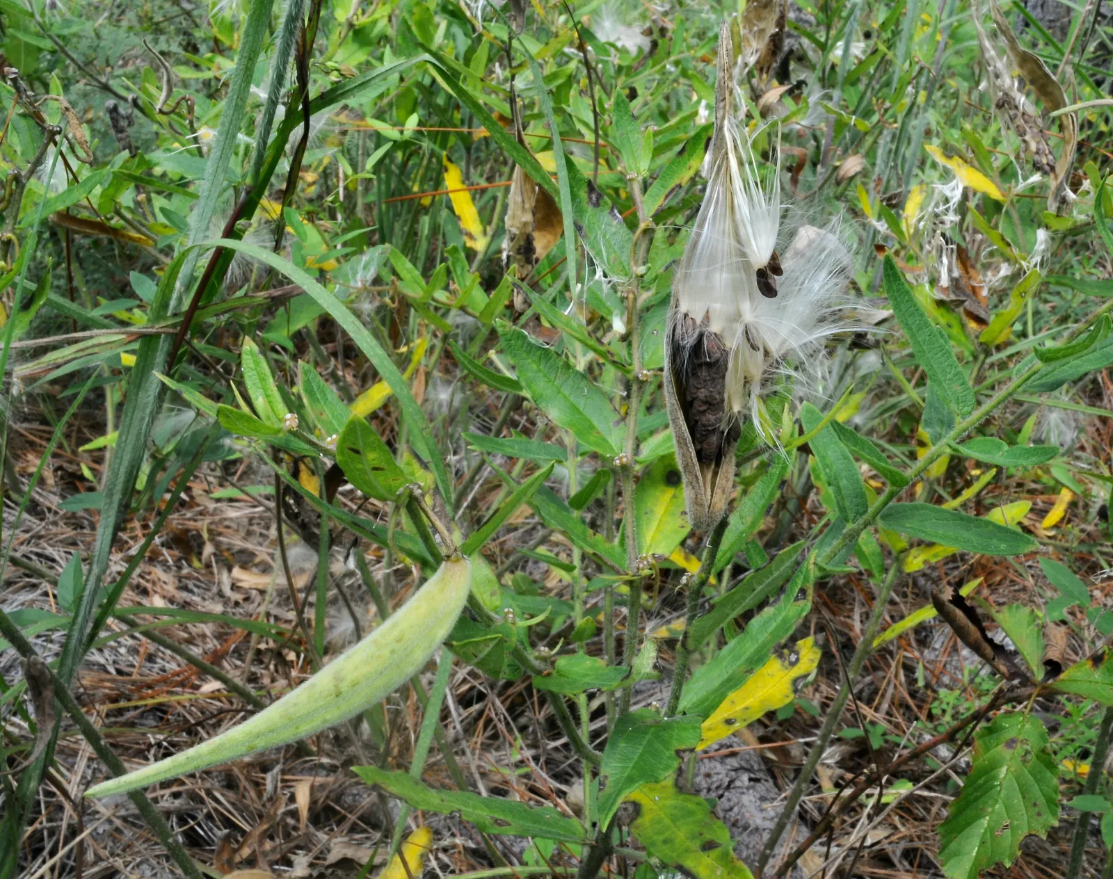 Butterfly Weed (Asclepias Tuberosa) — the Asclepias tuberosa adds a splash of color in perennial borders; or as an accent in rock gardens, image 96