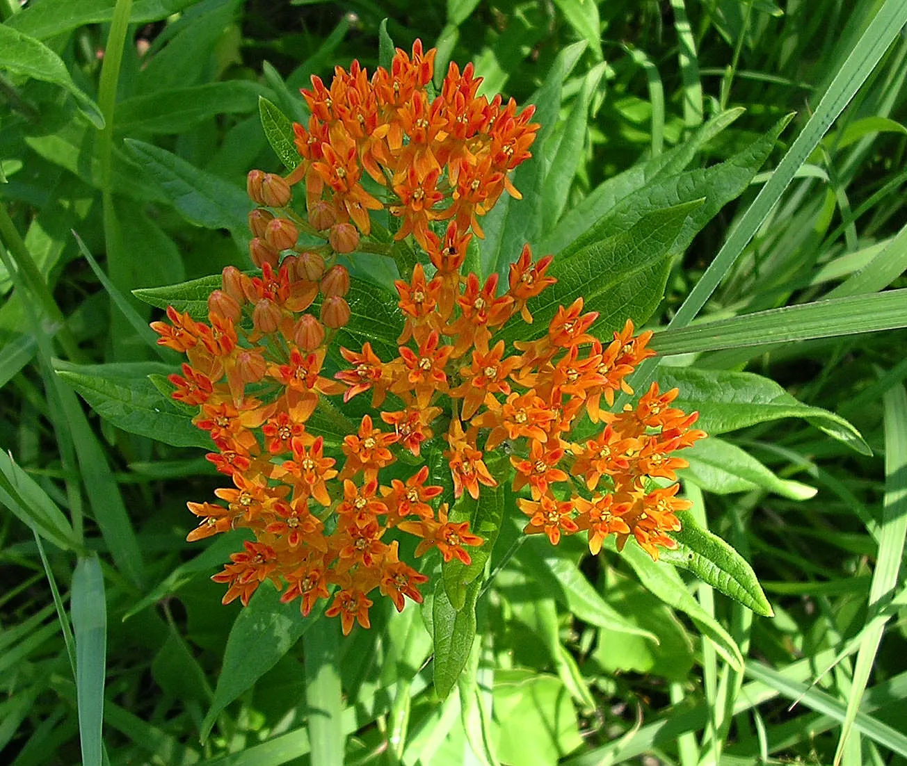 Butterfly Weed (Asclepias Tuberosa) — perennial for full; so placement should be considered where incidental contact is minimized, image 104