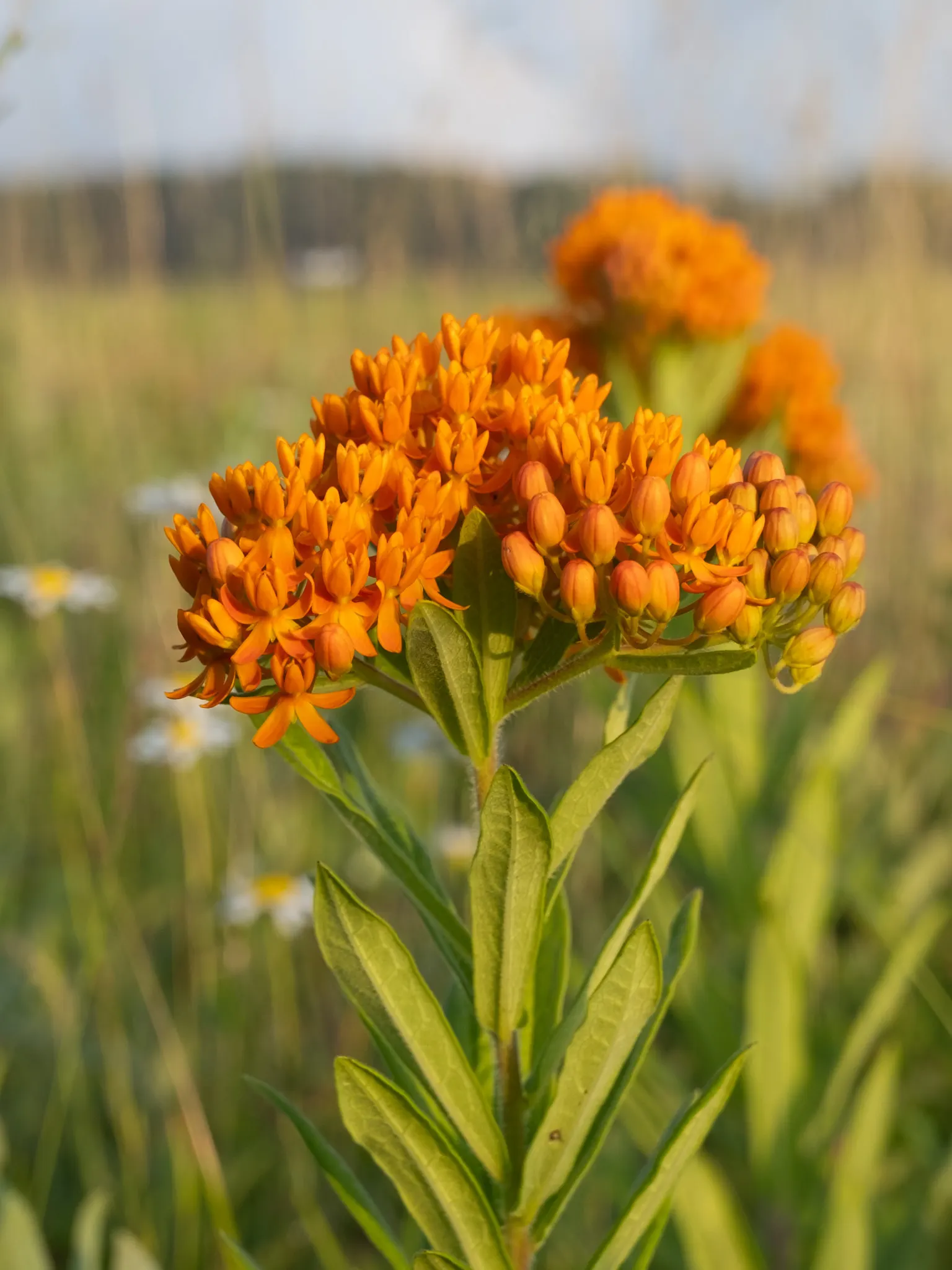 Butterfly Weed (Asclepias Tuberosa) — making them an excellent magnet for butterflies; the plant's milk-like sap may cause skin irritation for some, image 115