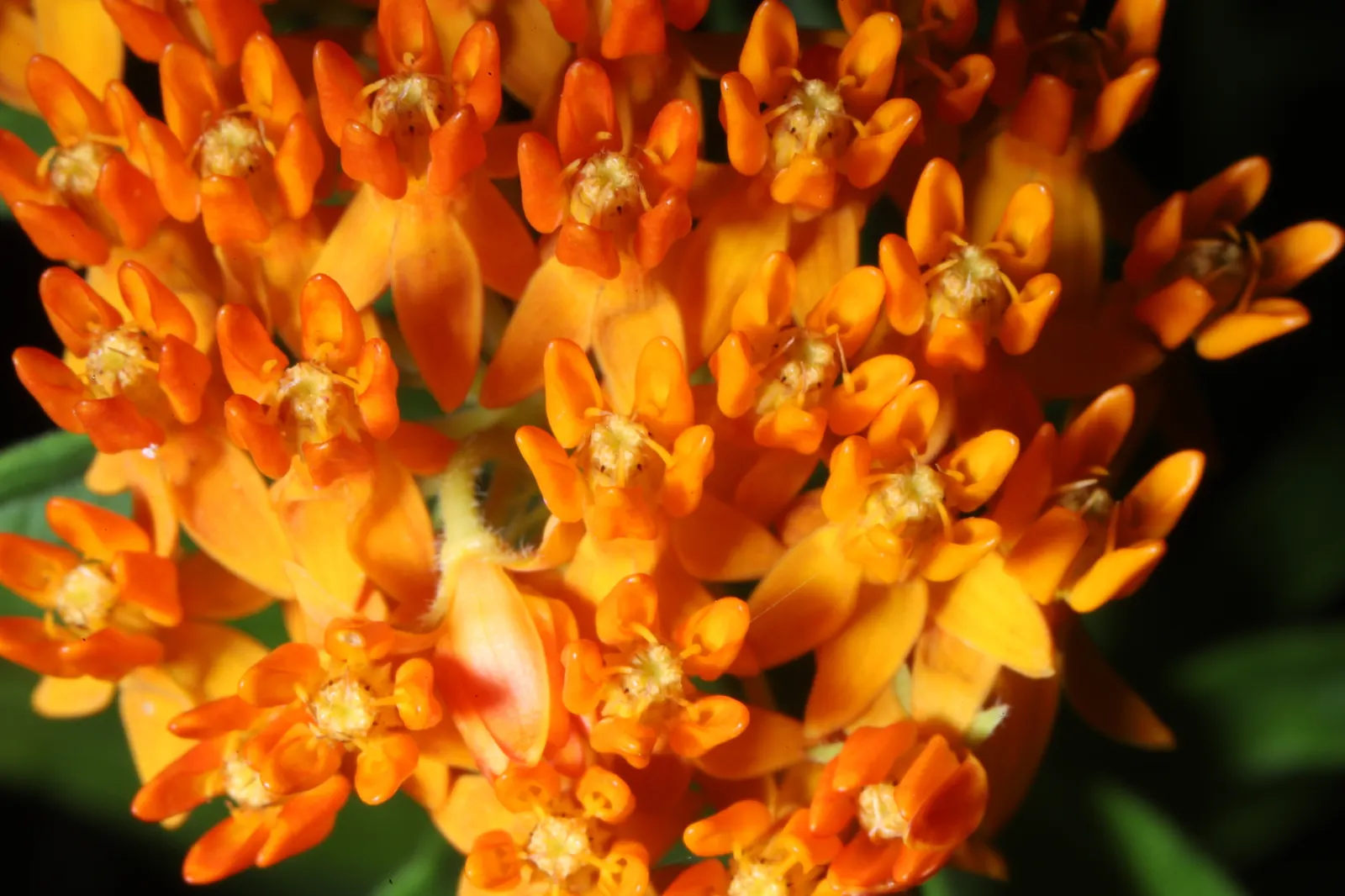 Butterfly Weed (Asclepias Tuberosa) — Ideally planted in full sun, this tough plant is drought-resistant, preferring well-drained soils; though, image 92